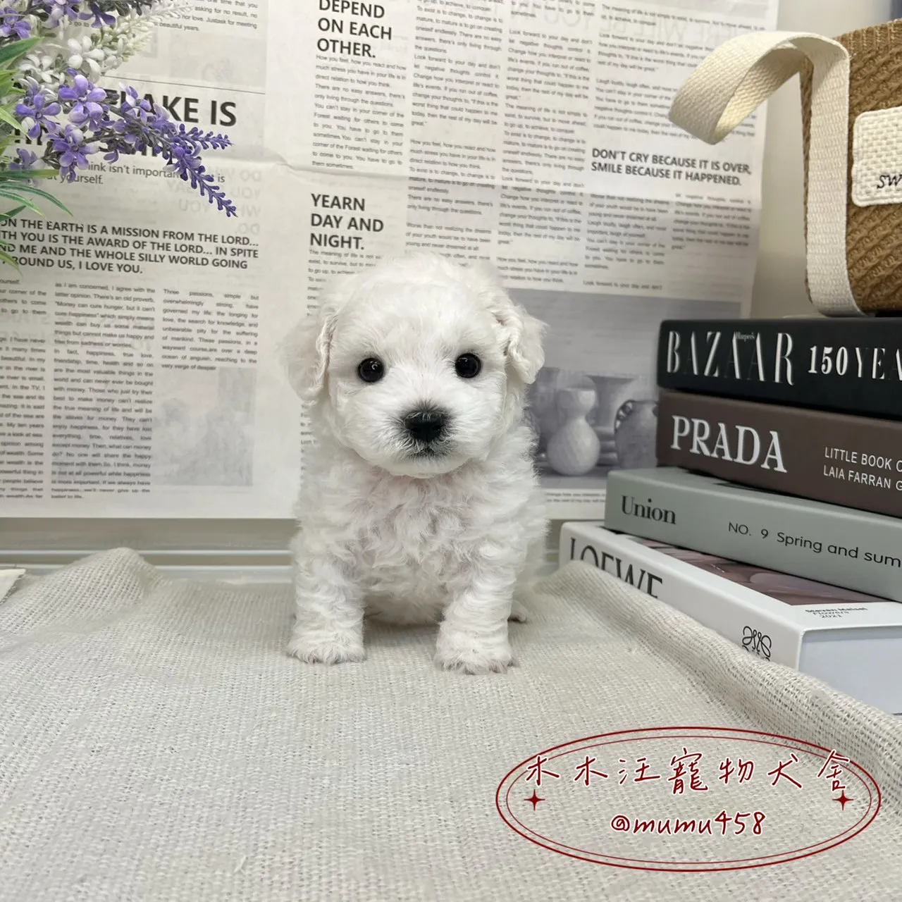 比熊犬(小體)