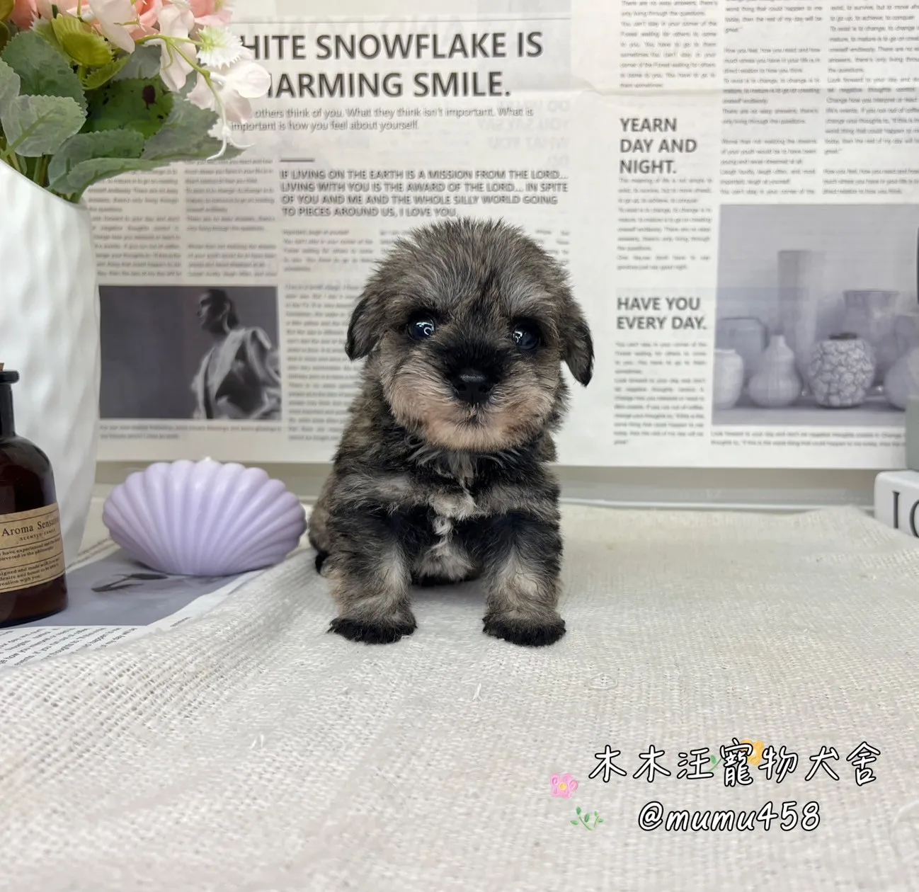 雪納瑞(胡椒)