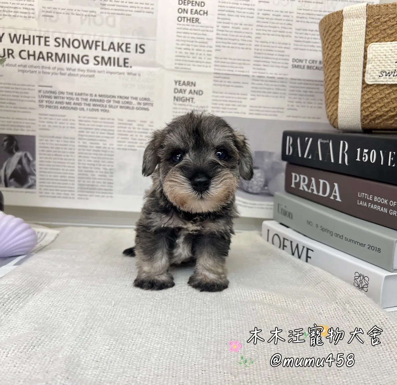 雪納瑞(胡椒)