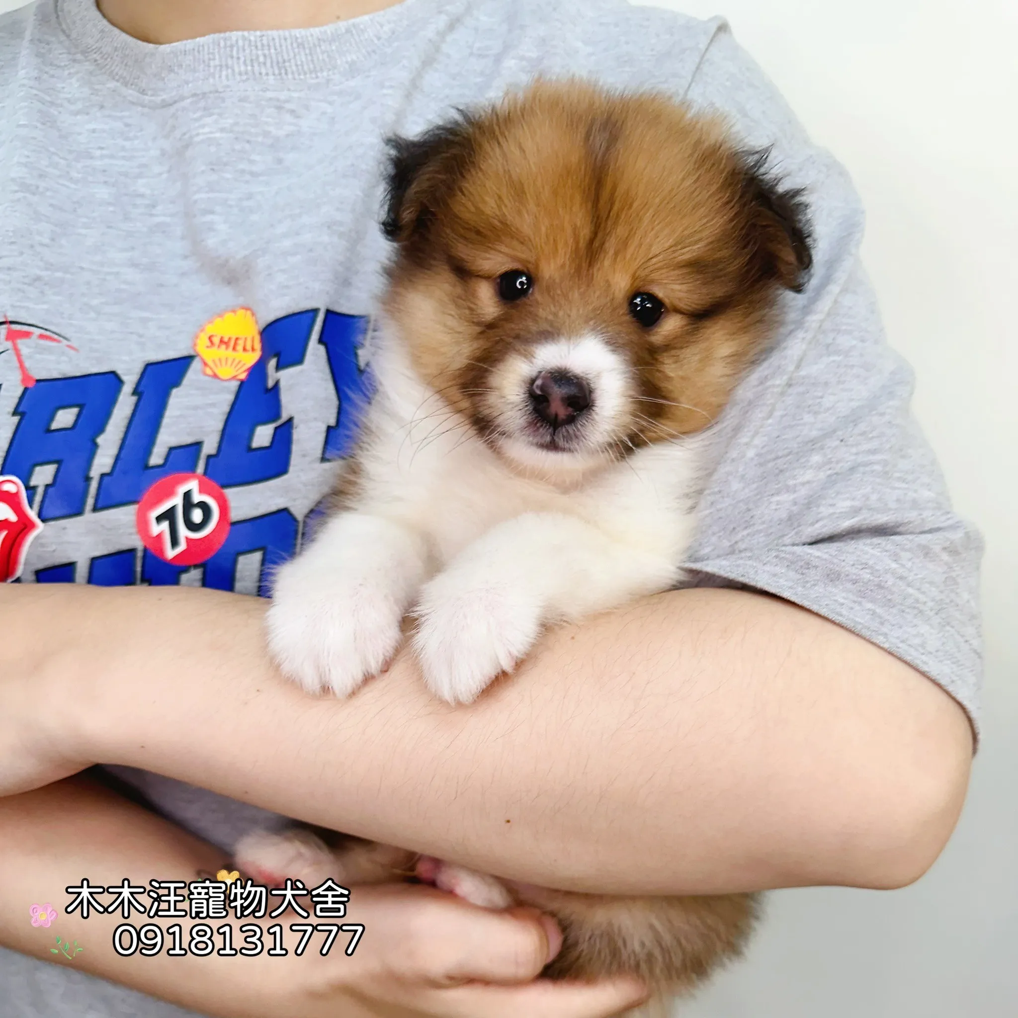 喜樂蒂牧羊犬(貂色)