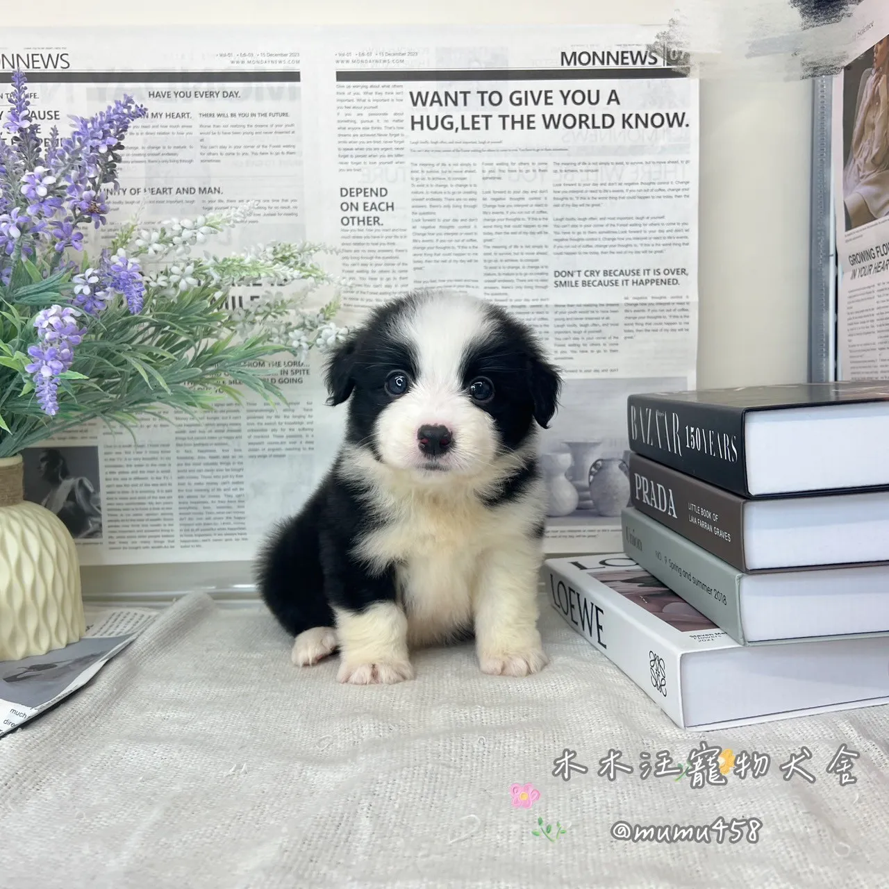 邊境牧羊犬