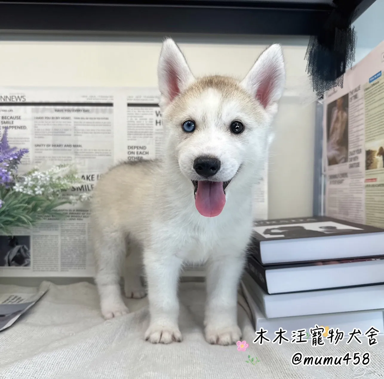 西伯利亞哈士奇