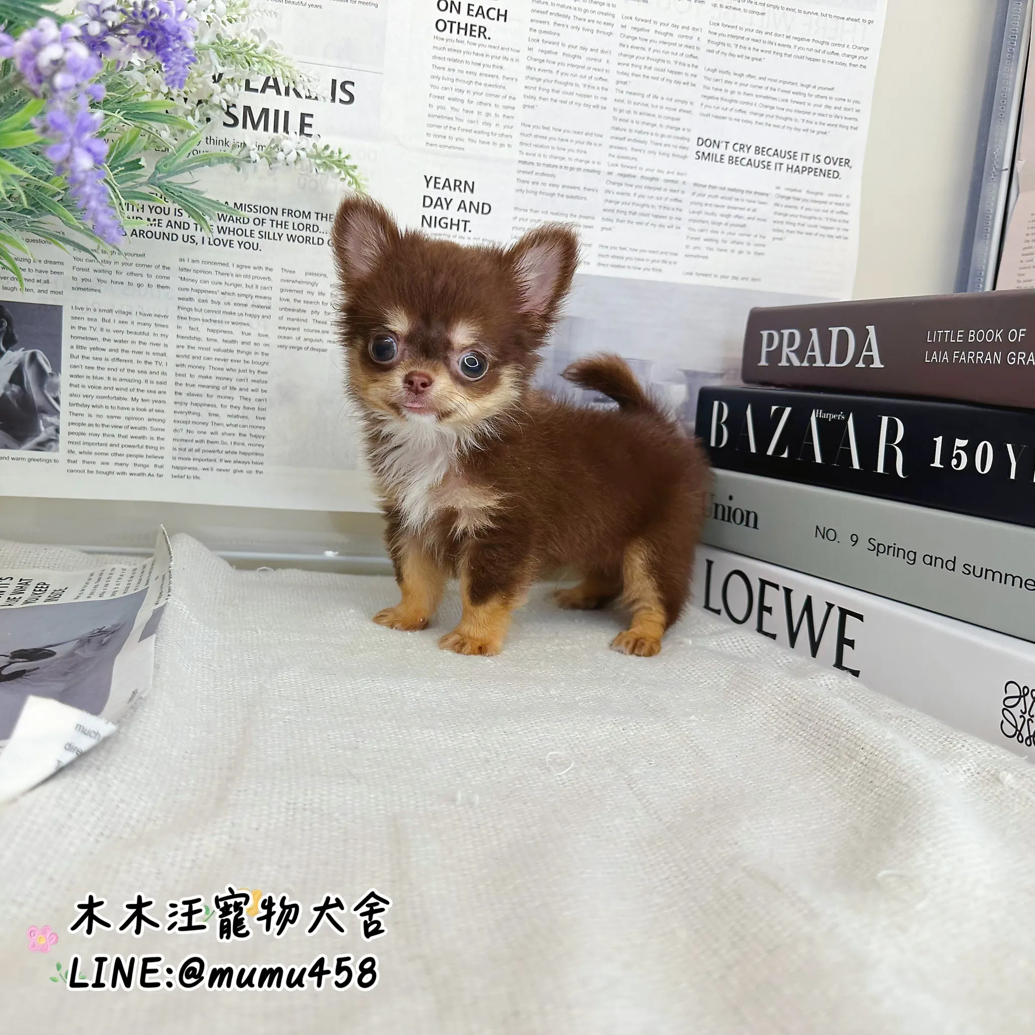 長毛吉娃娃(巧克力)
