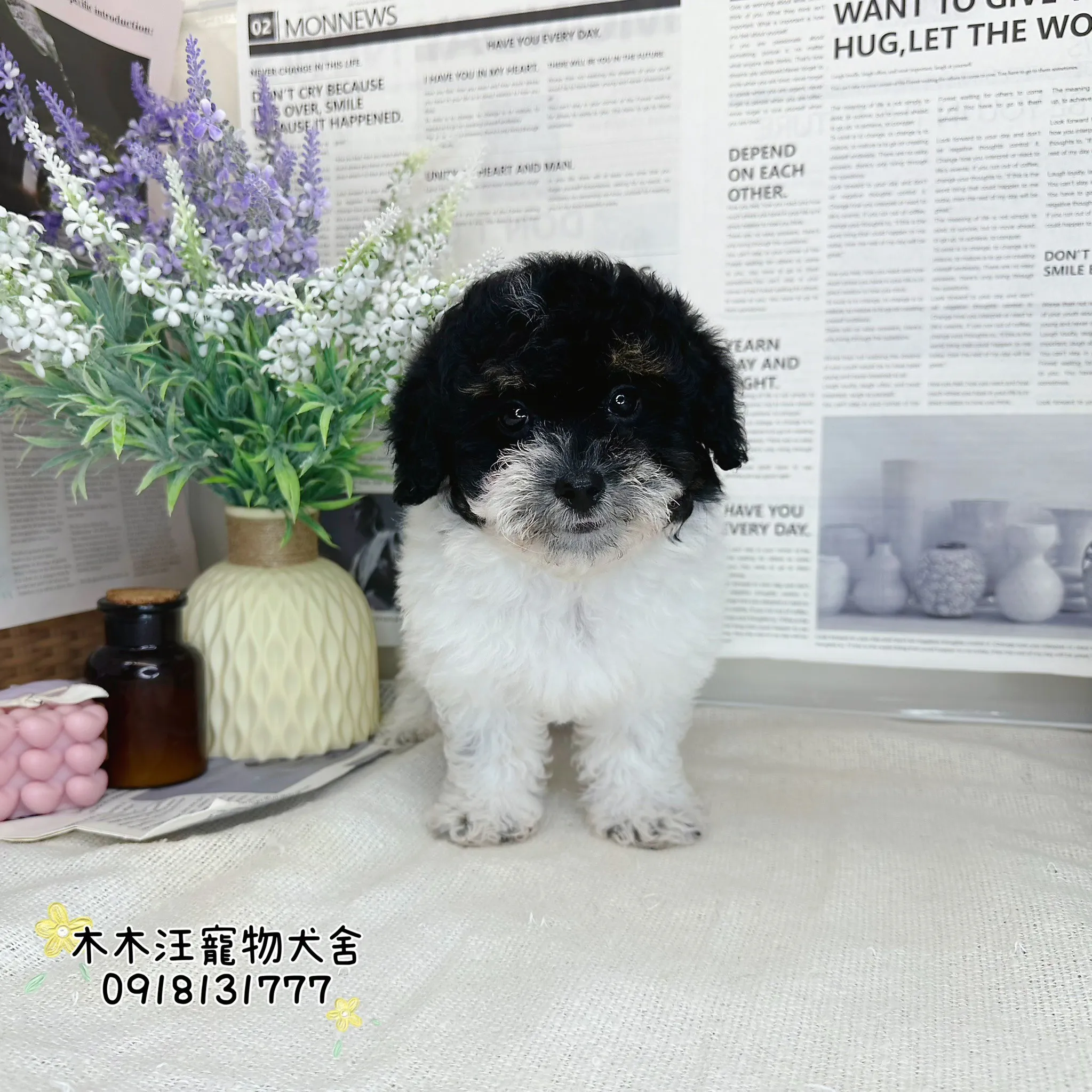 貴賓犬 (黑白花)