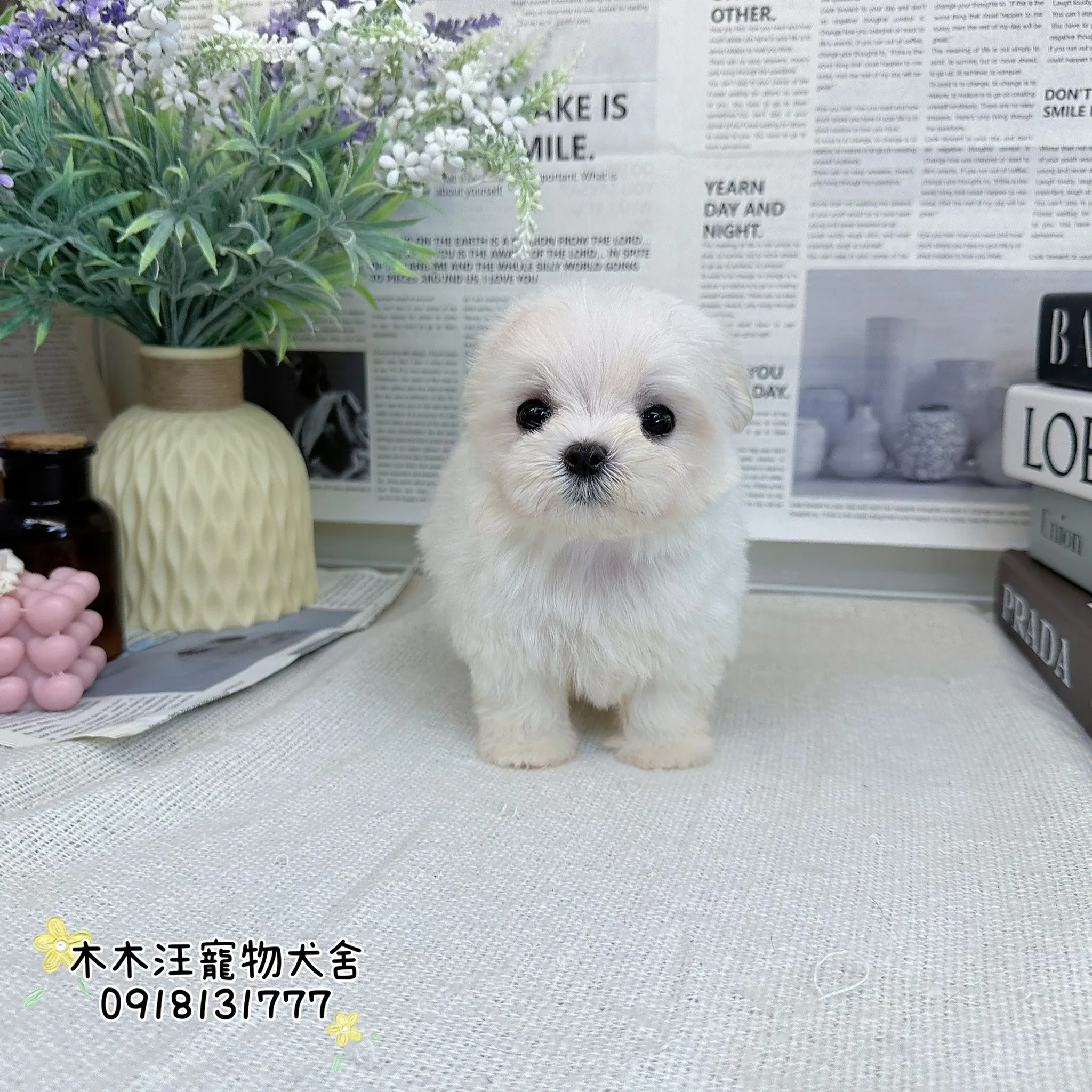 迷你型瑪爾濟斯