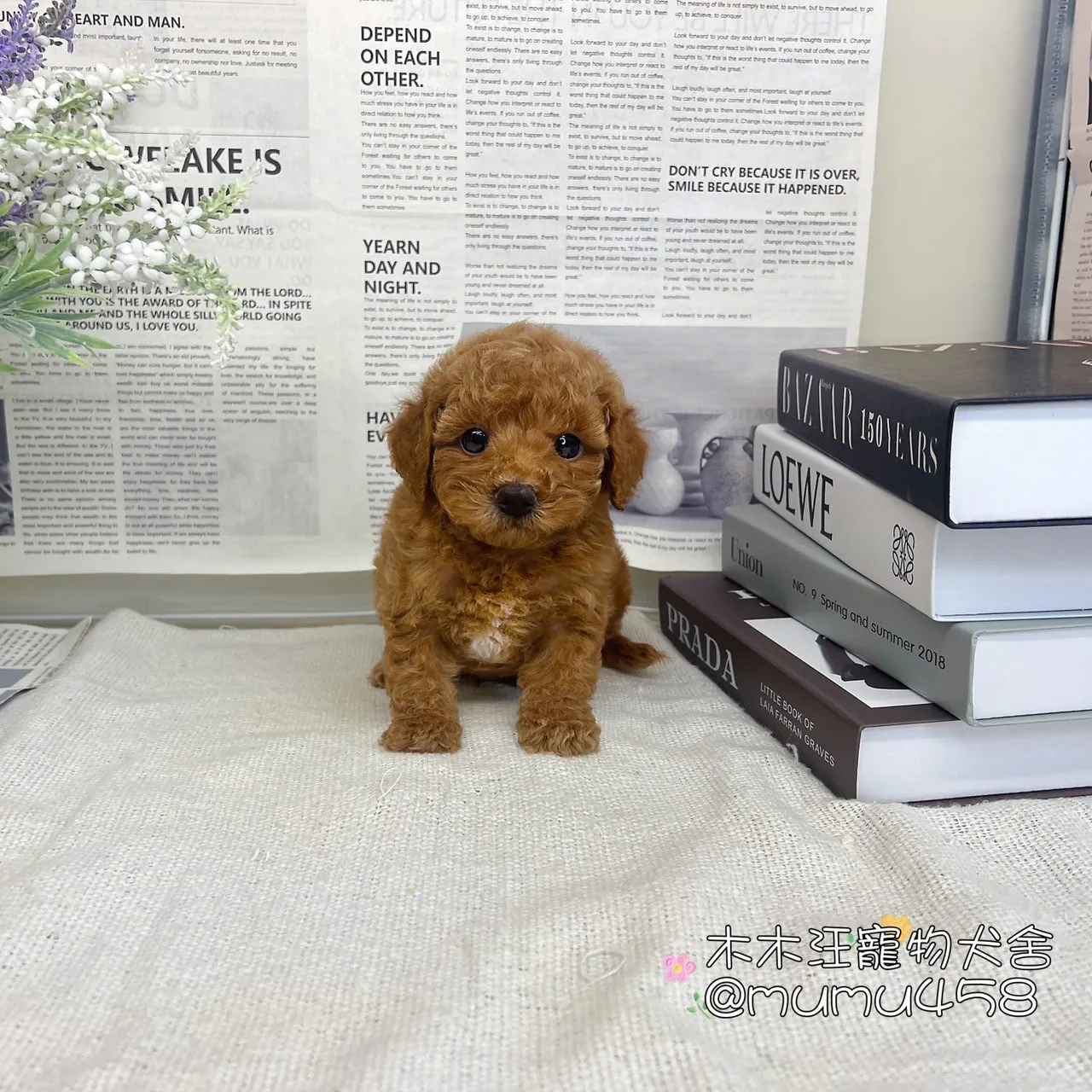 貴賓犬(紅色)