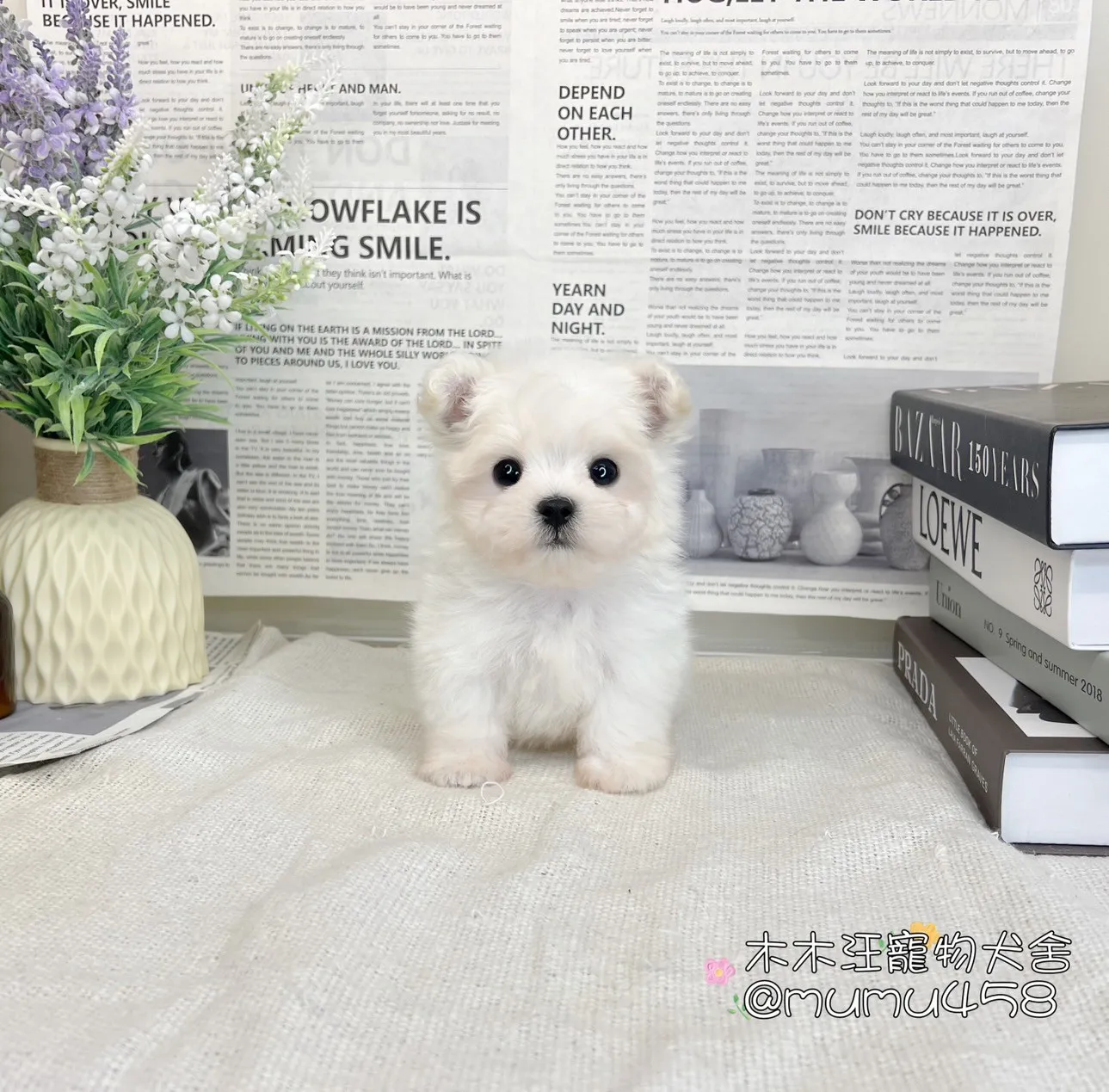 迷你型瑪爾濟斯