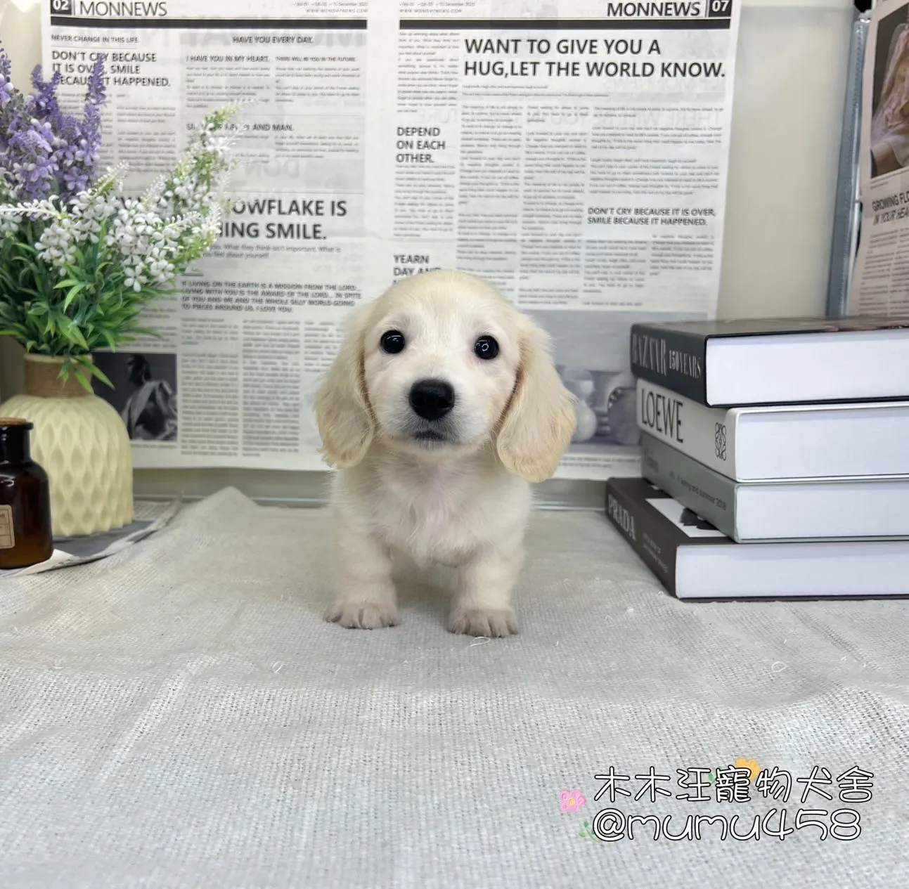 奶油長毛臘腸