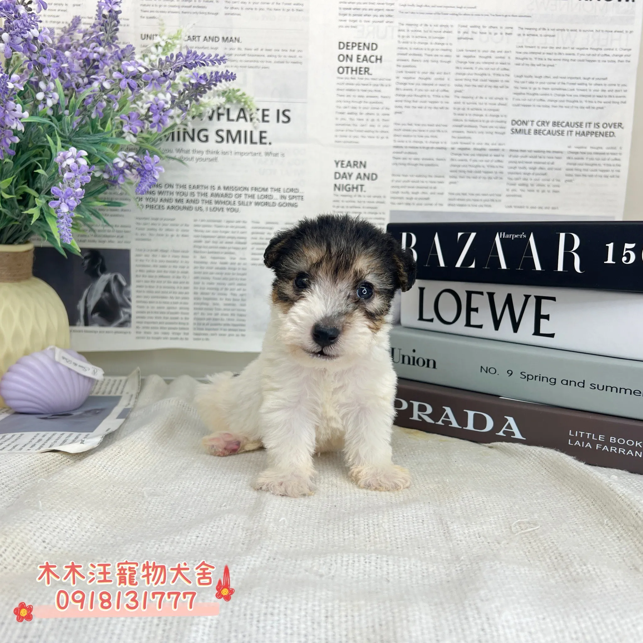 剛毛獵狐梗(懷亞鐵利亞)