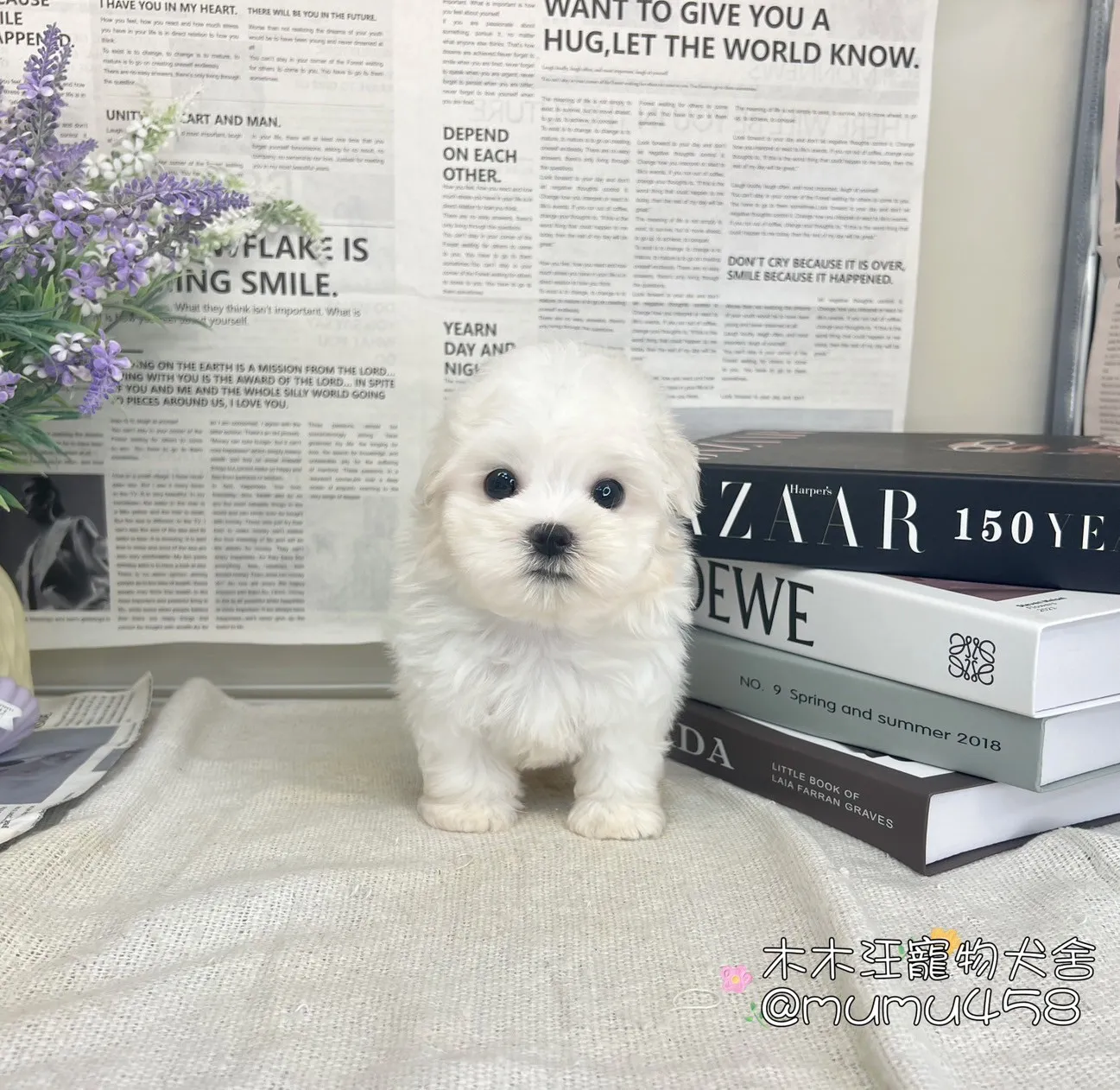 瑪爾濟斯