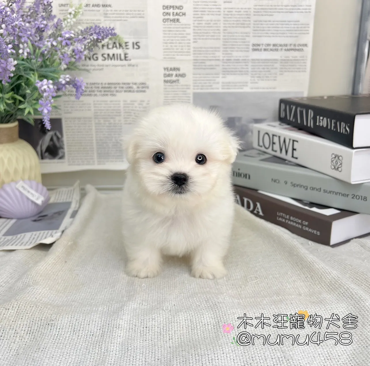 瑪爾濟斯