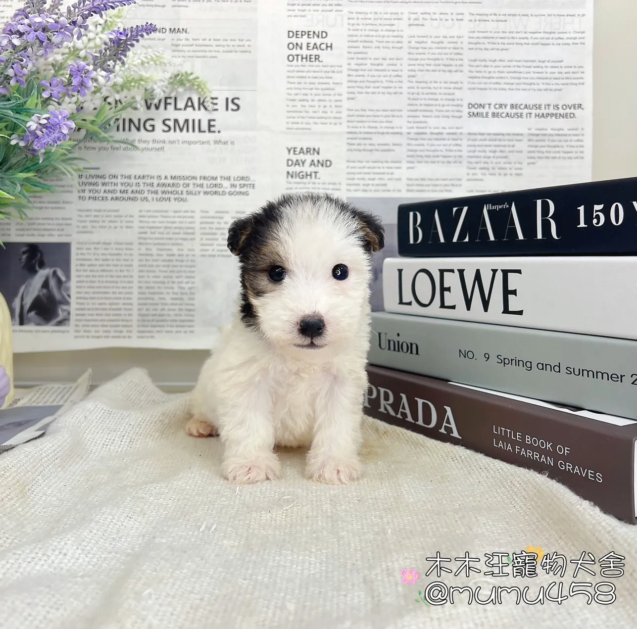 剛毛獵狐梗(懷亞鐵利亞)