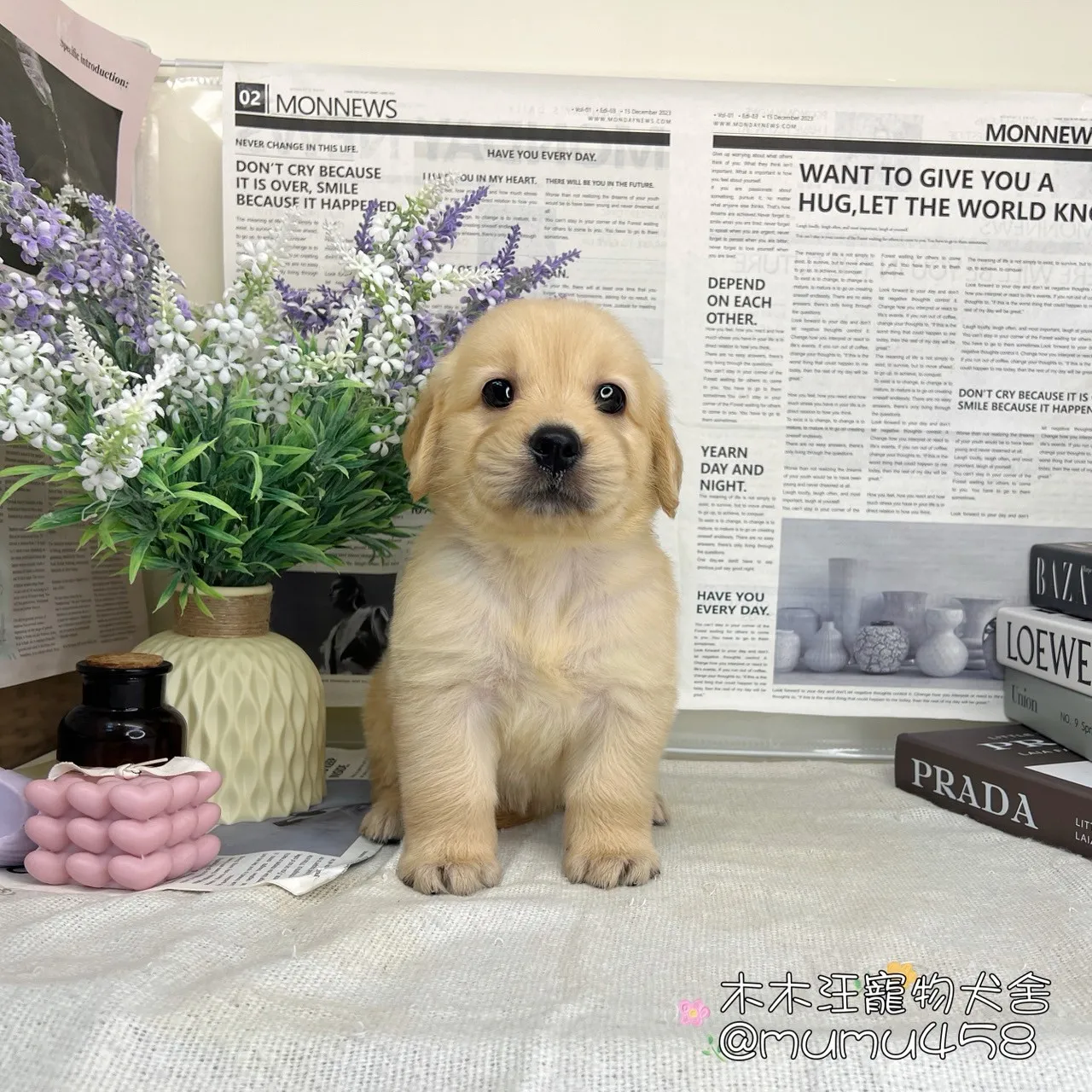 黃金獵犬