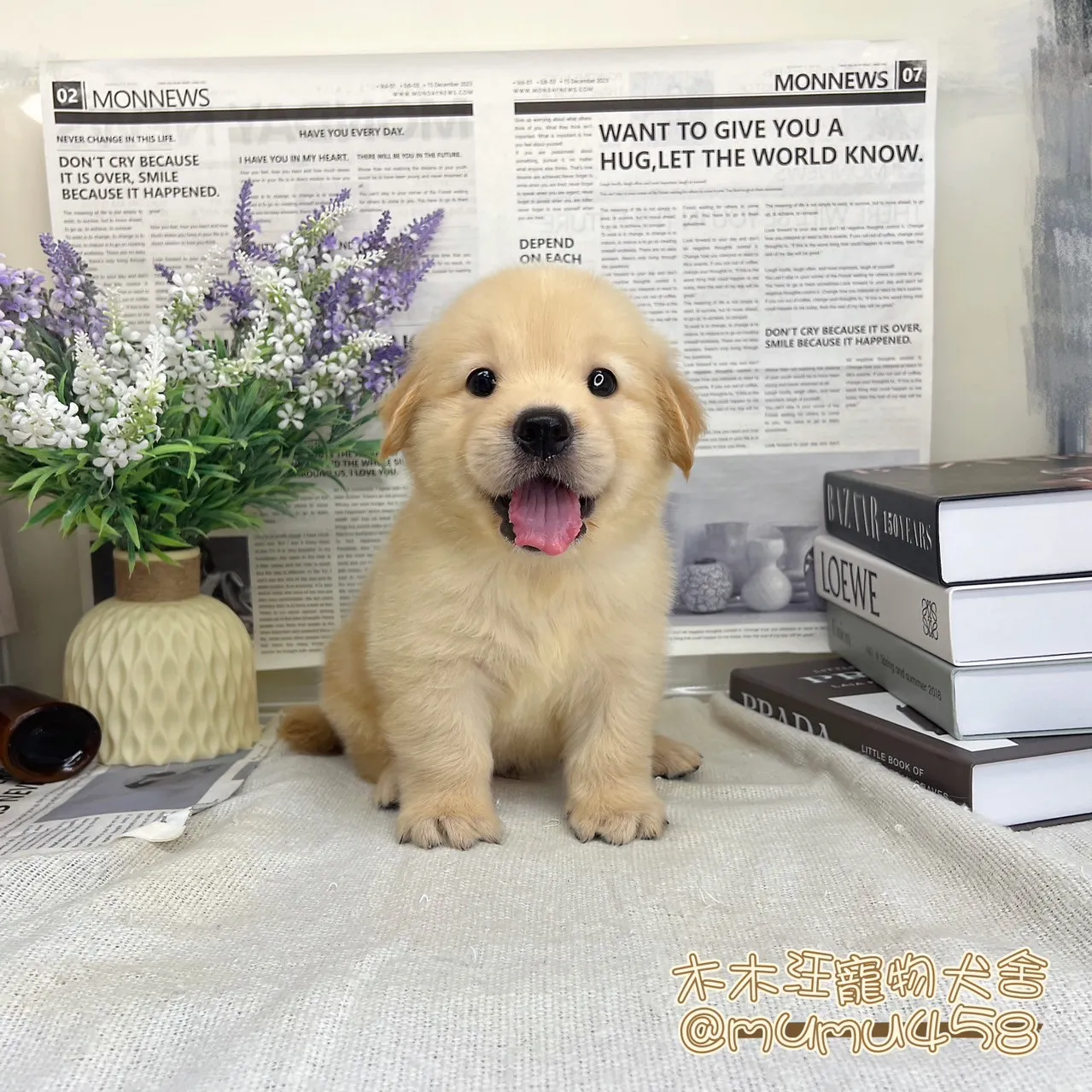 黃金獵犬