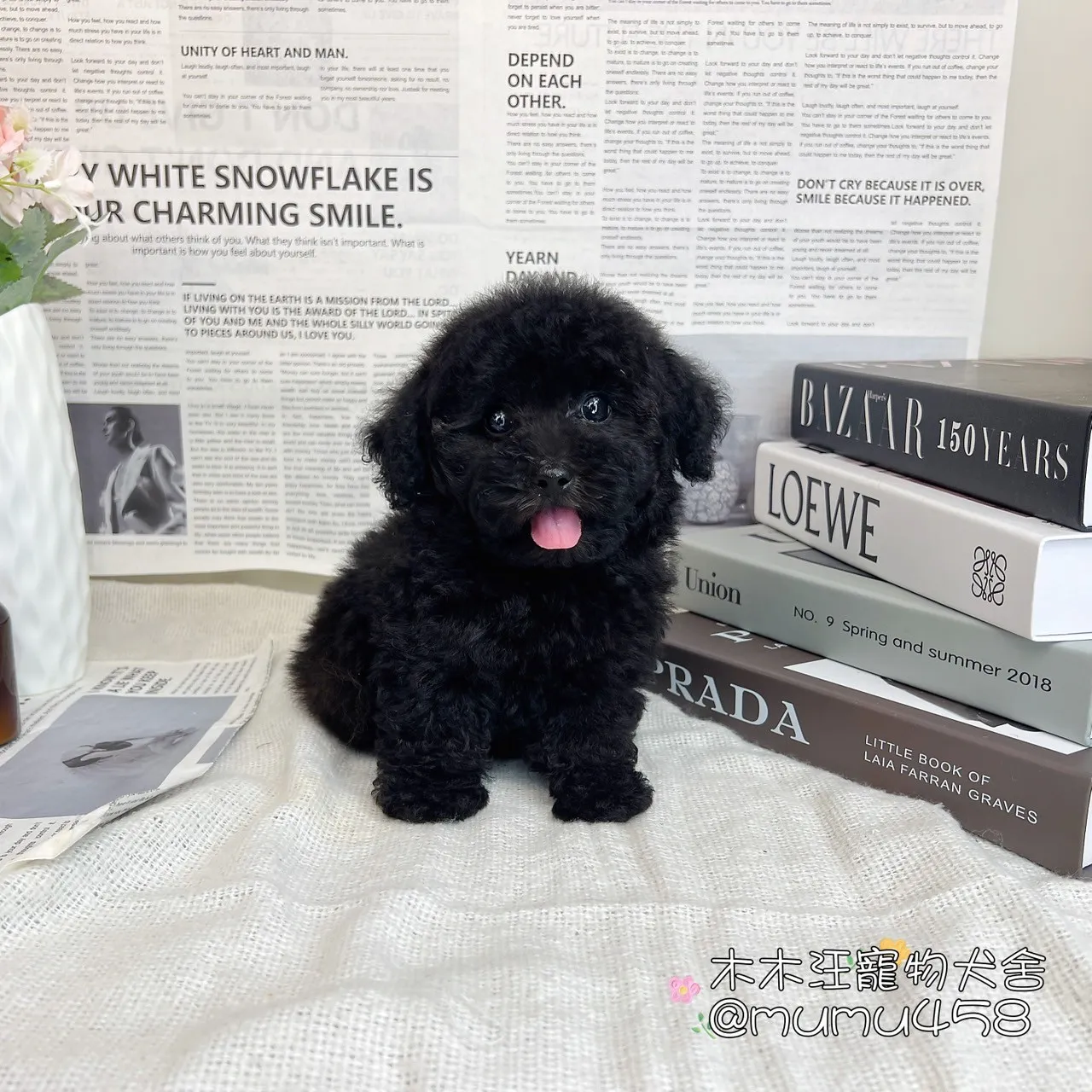 貴賓犬(黑色)