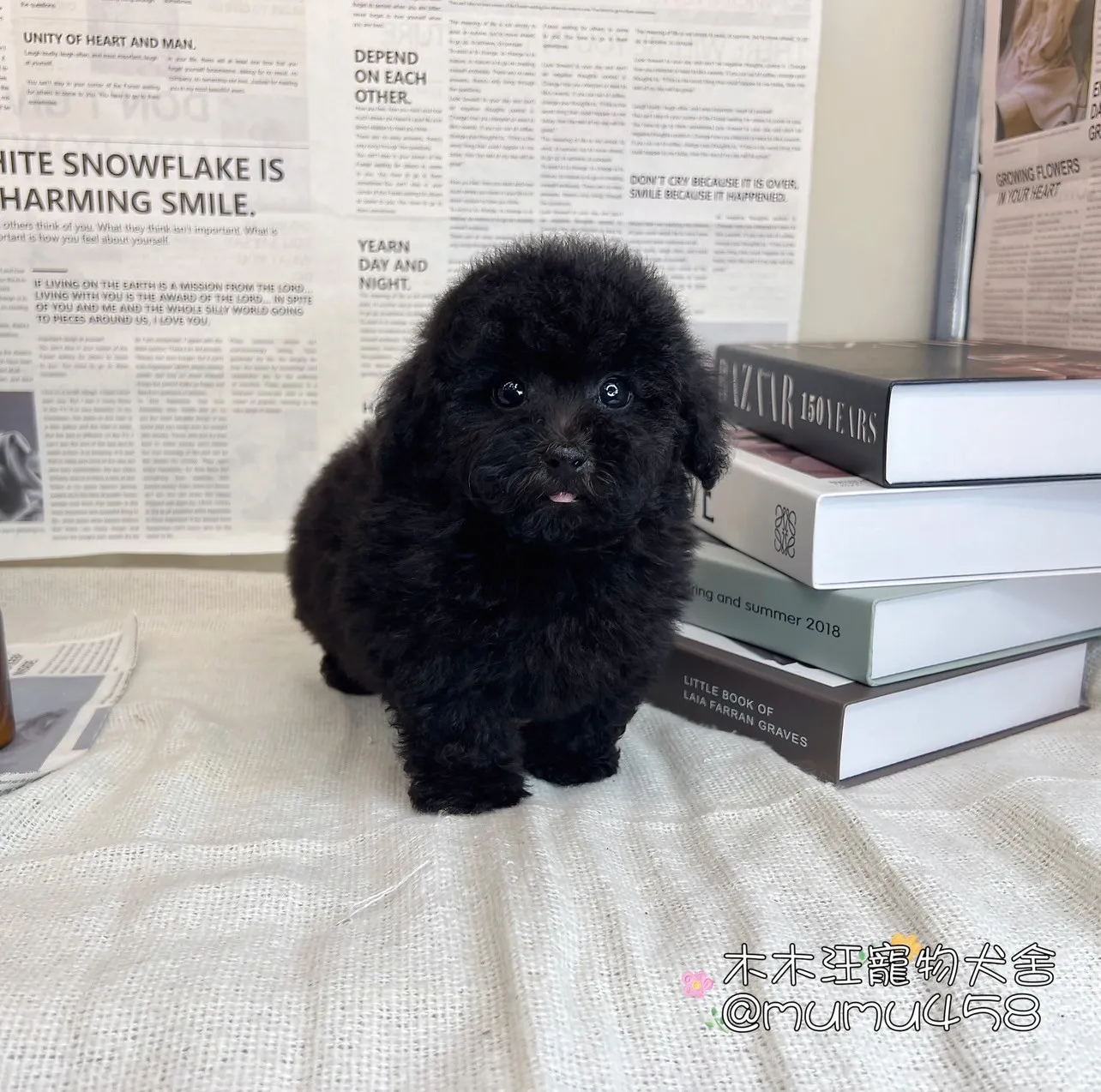 貴賓犬(黑色)