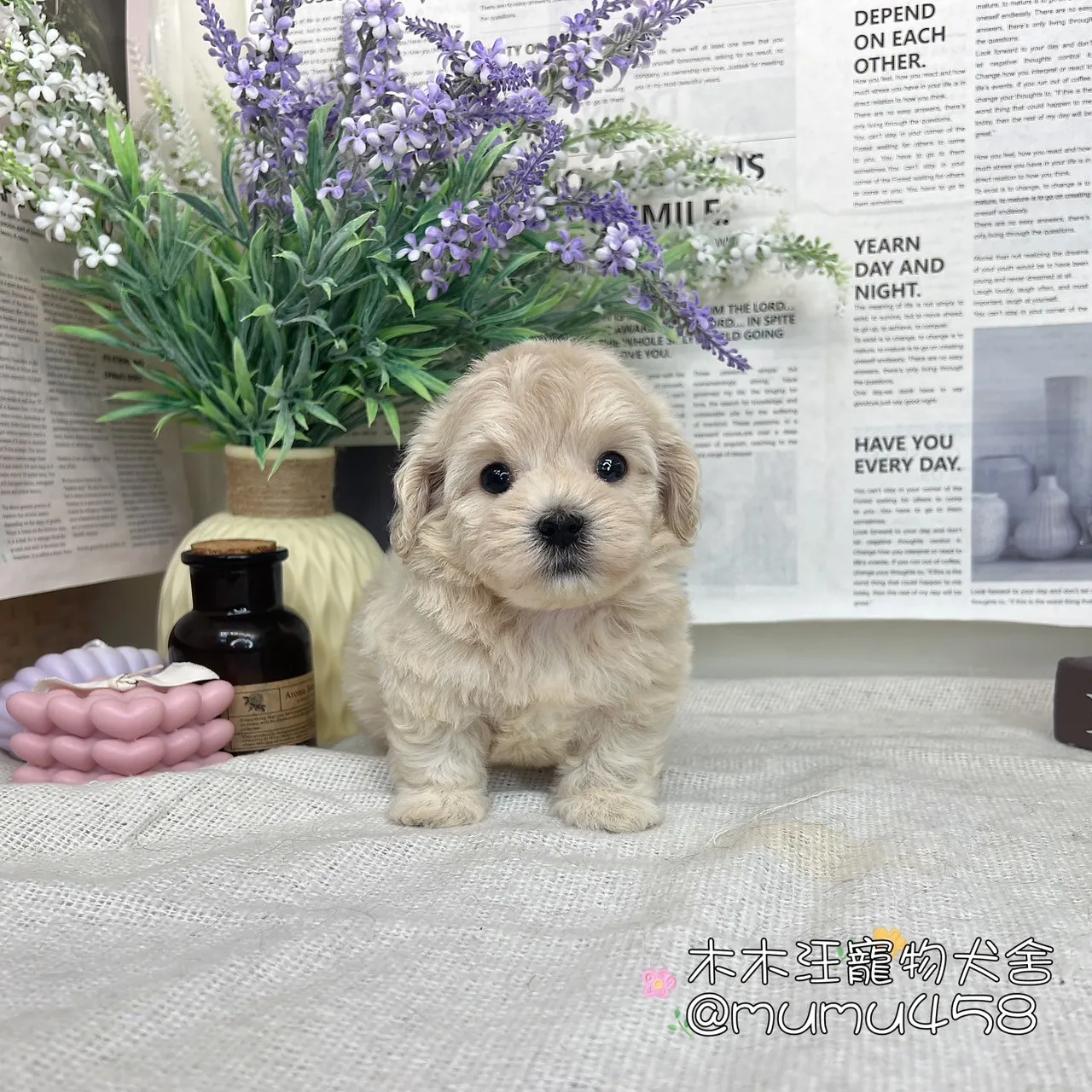瑪爾泰迪(奶油)