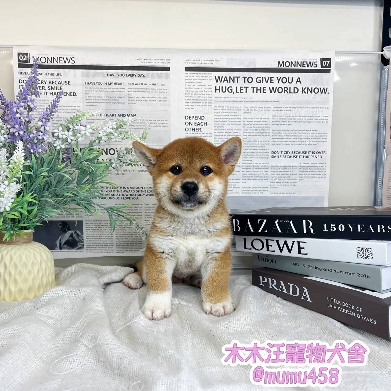 柴犬(赤色)
