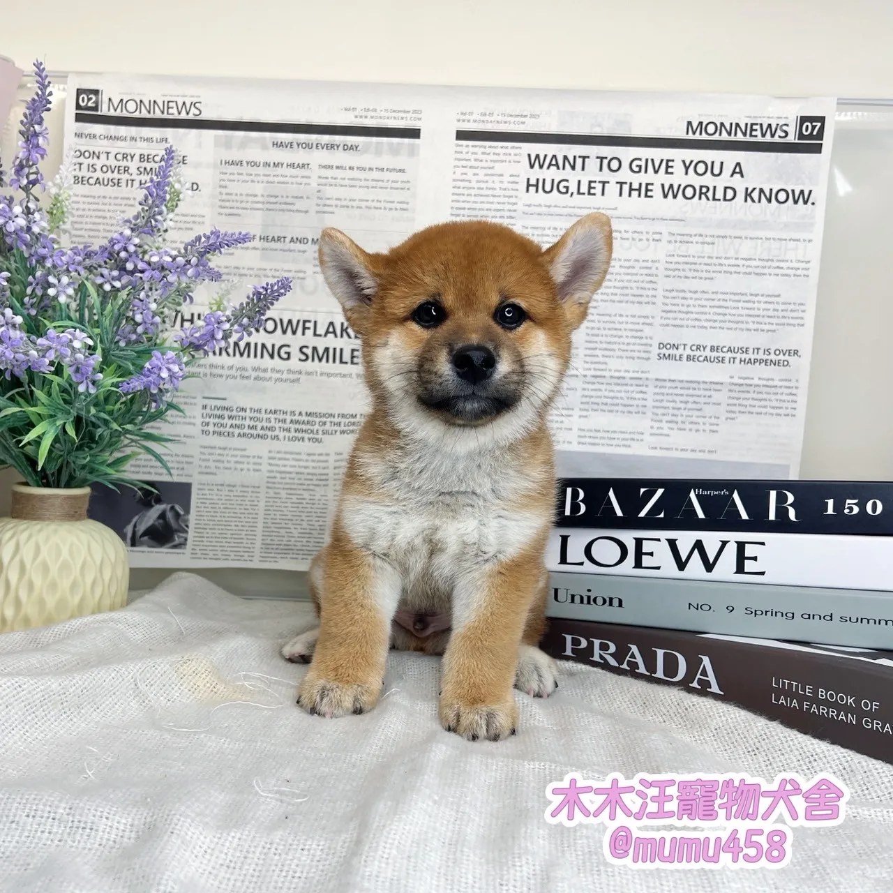 柴犬(赤色)