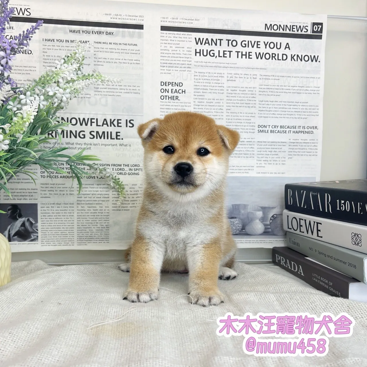 柴犬(赤色)