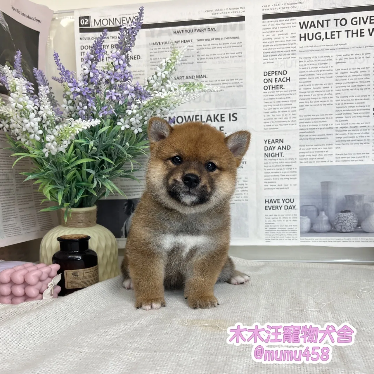 柴犬(赤色)