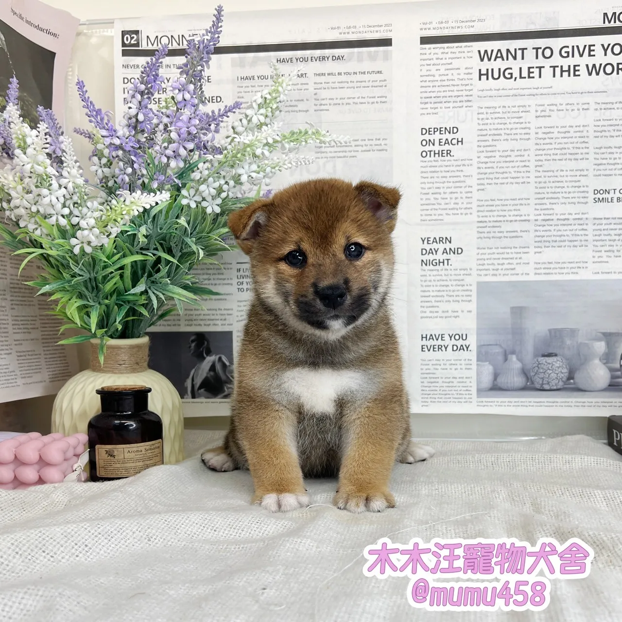 柴犬(赤色)