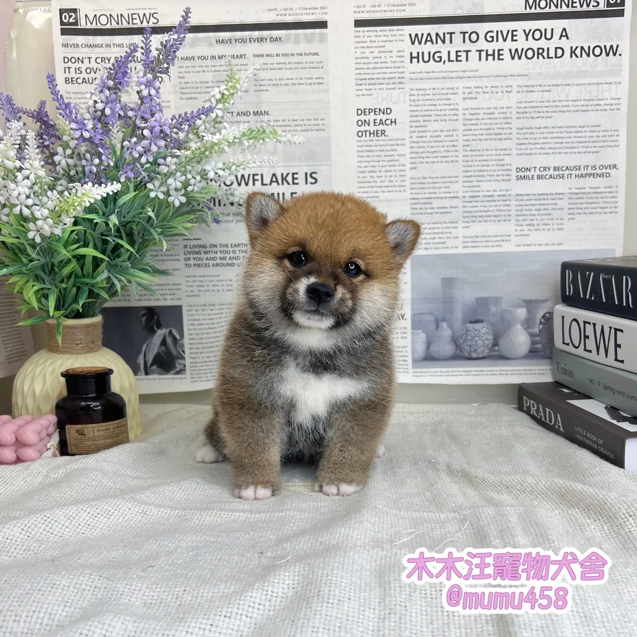 柴犬(赤色)