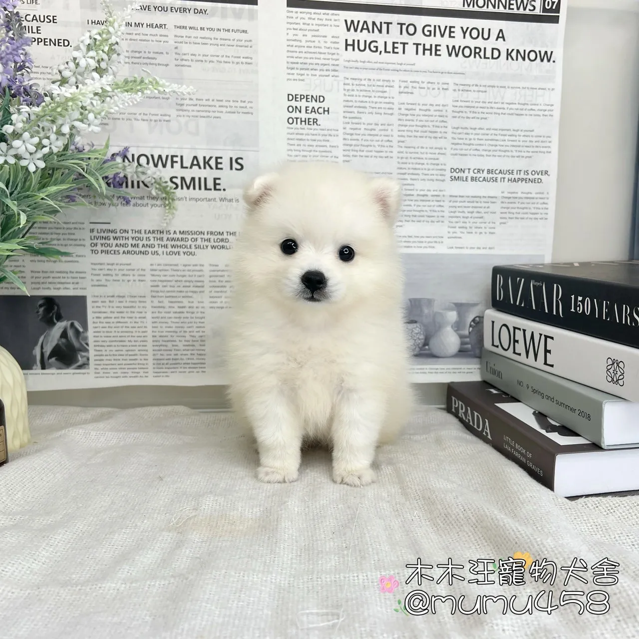 狐狸犬