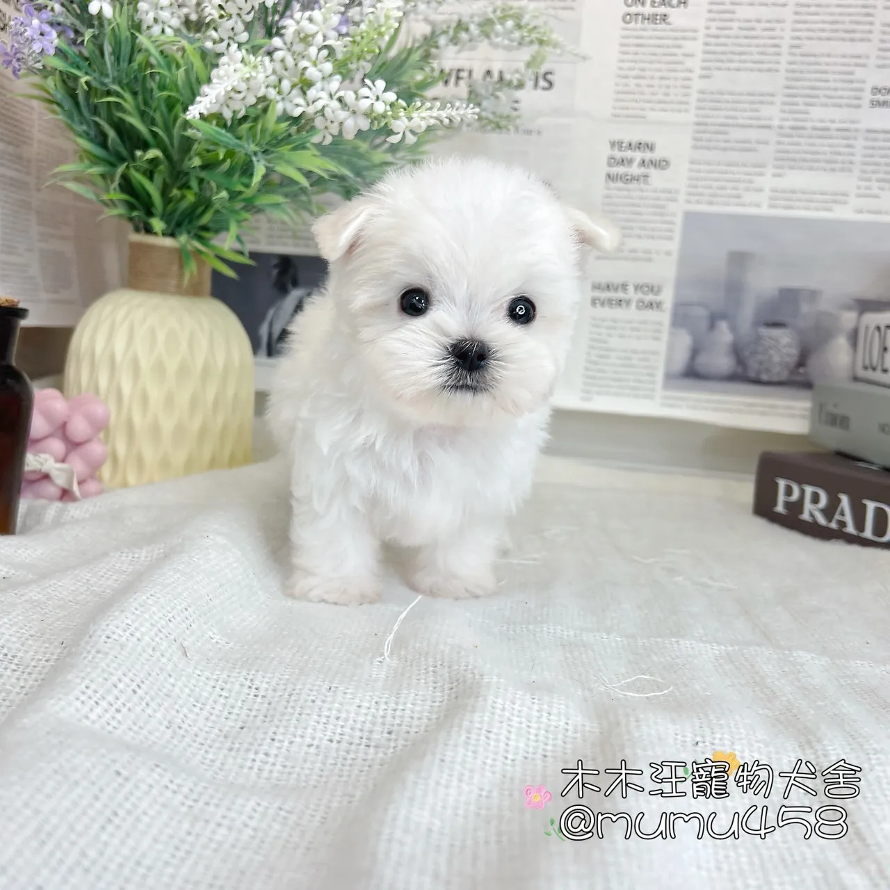 迷你型瑪爾濟斯