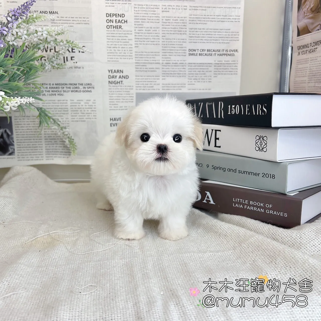 迷你型瑪爾濟斯