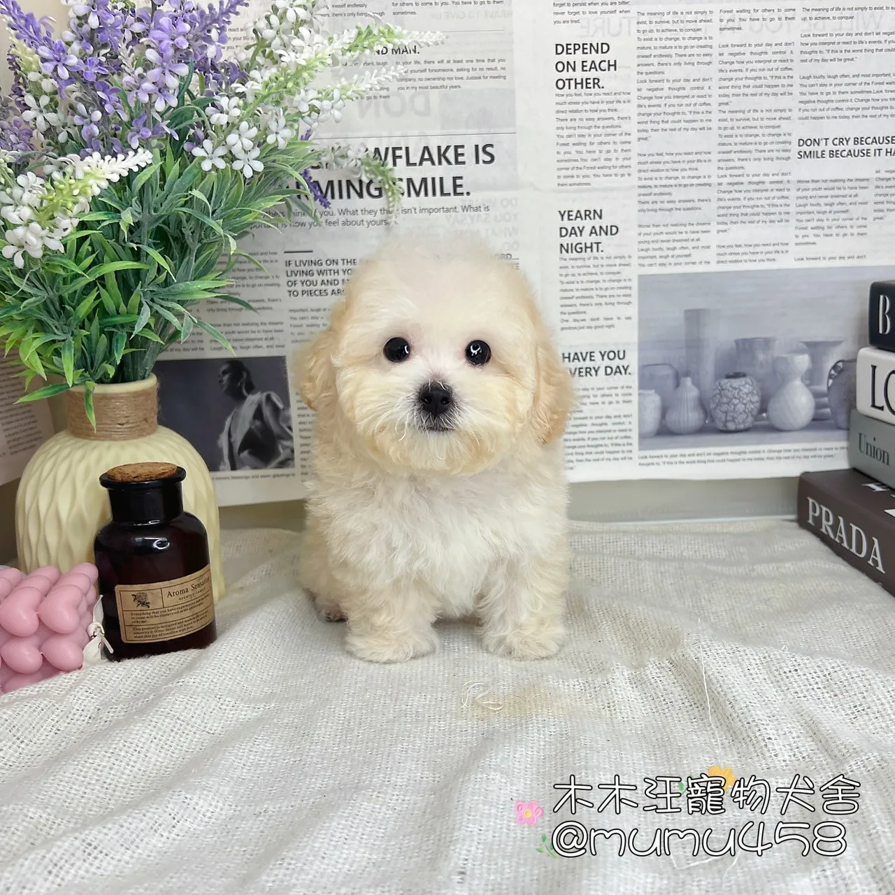 泰迪熊 奶油白色(貴賓比熊)