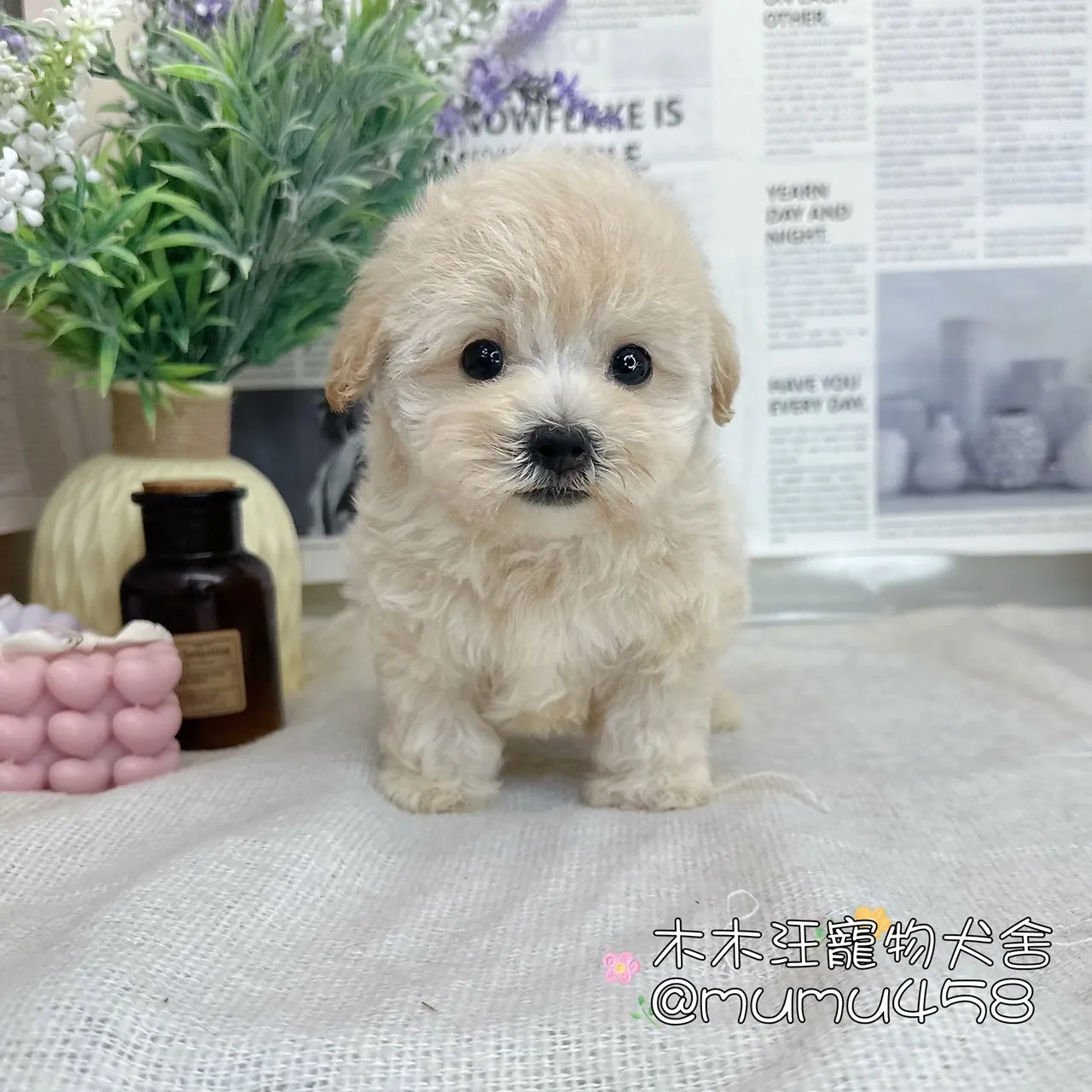 瑪爾泰迪(奶油)