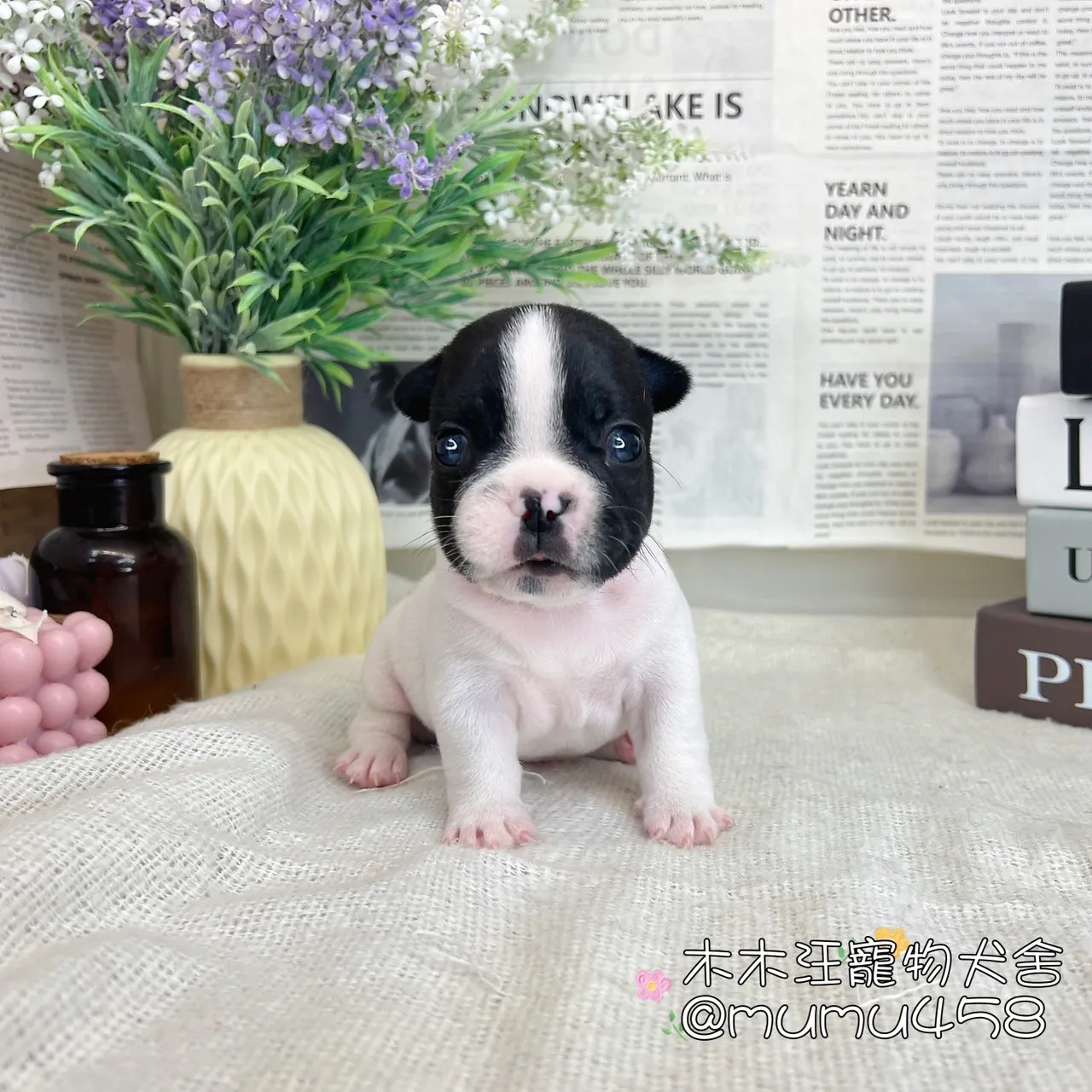 法國鬥牛犬(乳牛色)