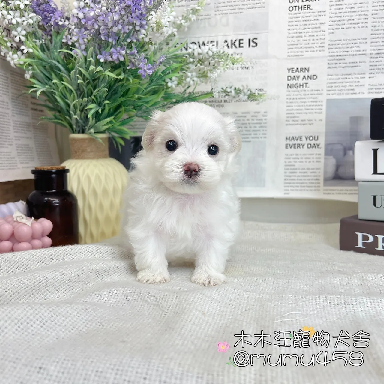 瑪爾濟斯