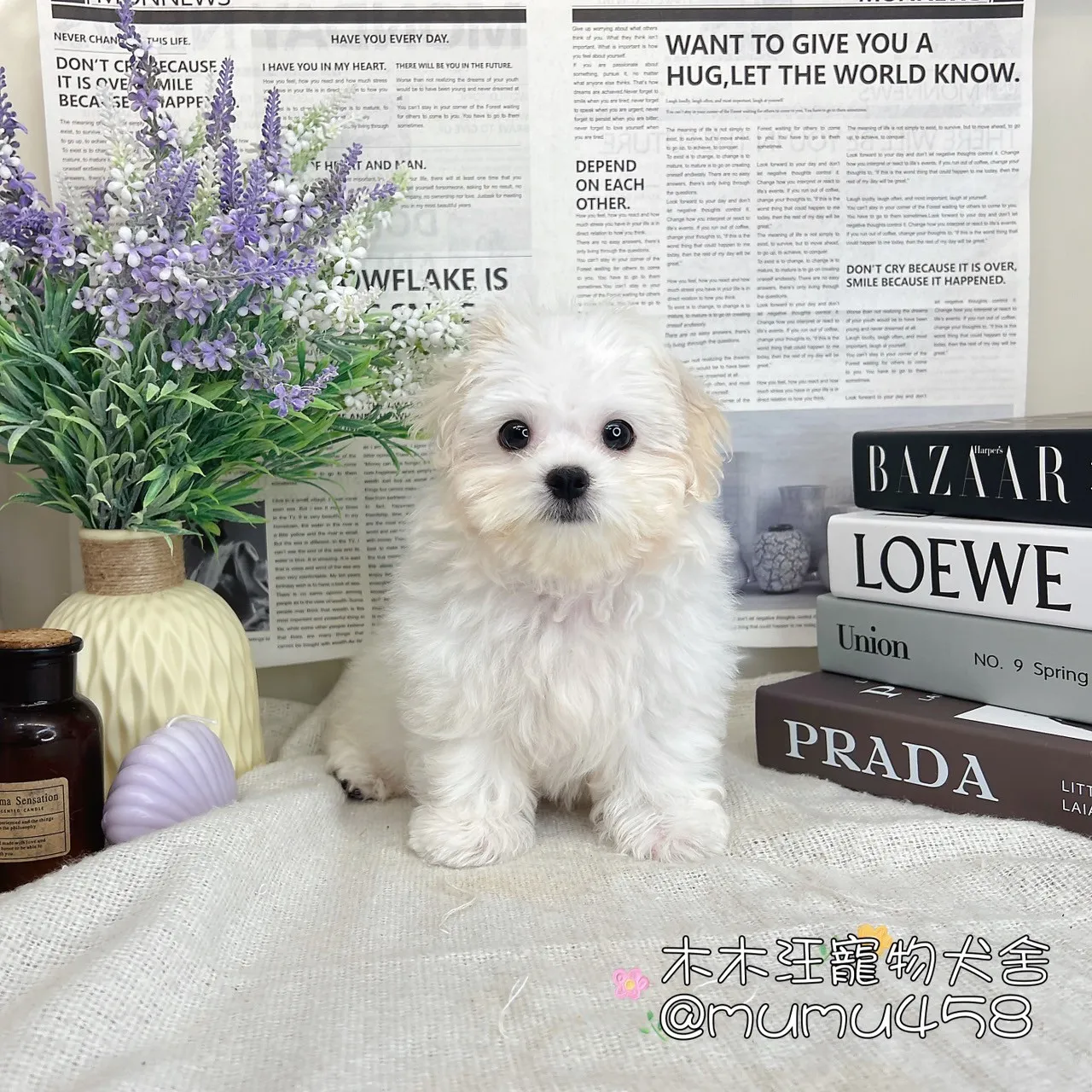 瑪爾濟斯