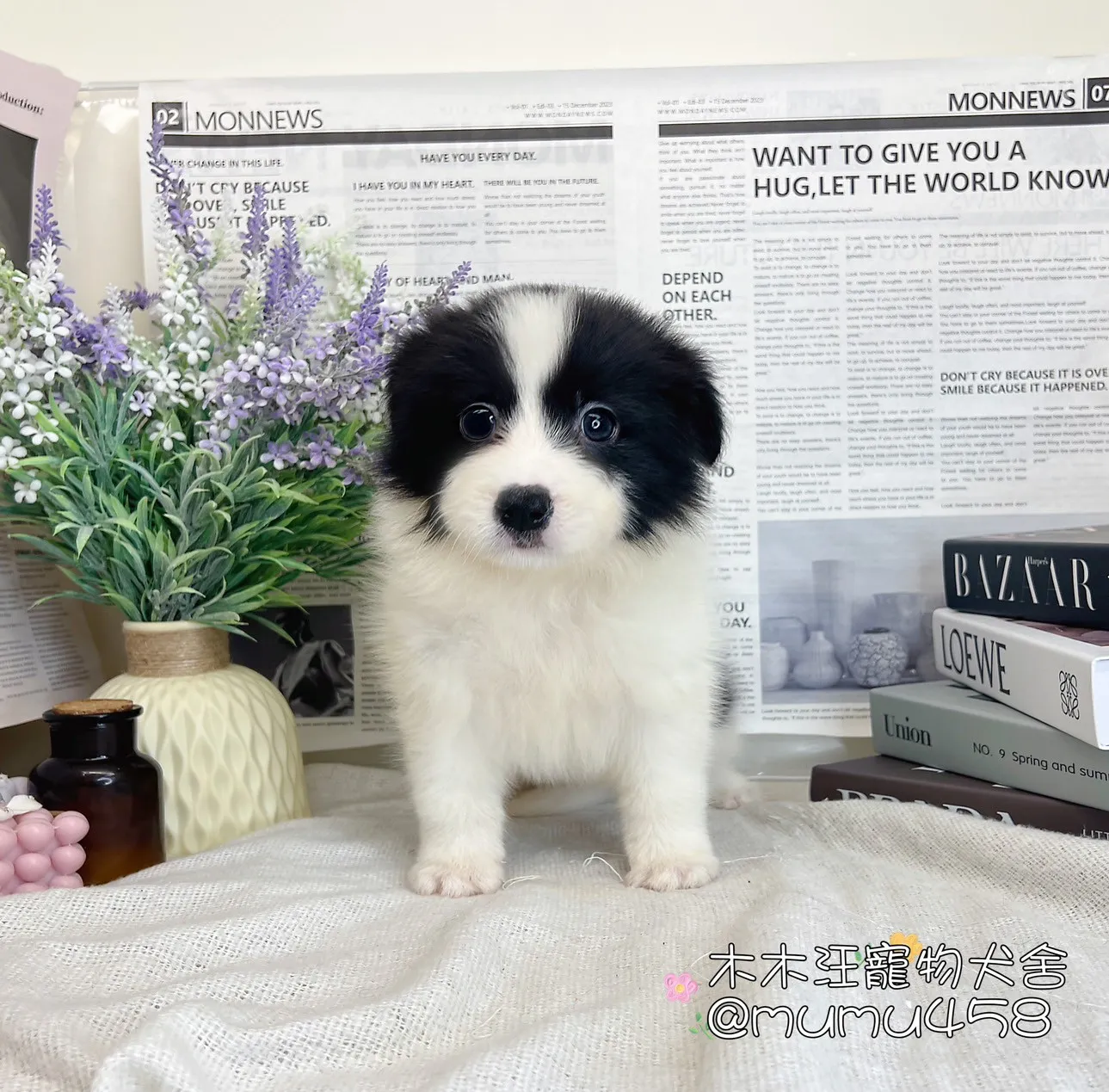 邊境牧羊犬(黑白色)