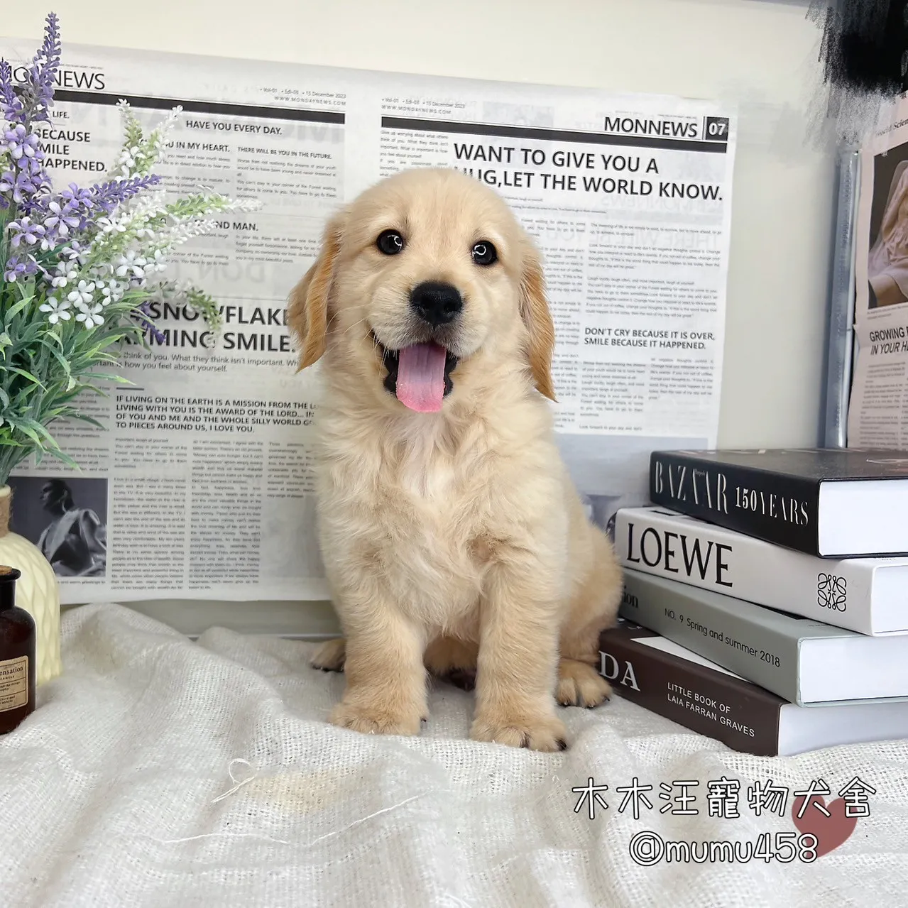 黃金獵犬