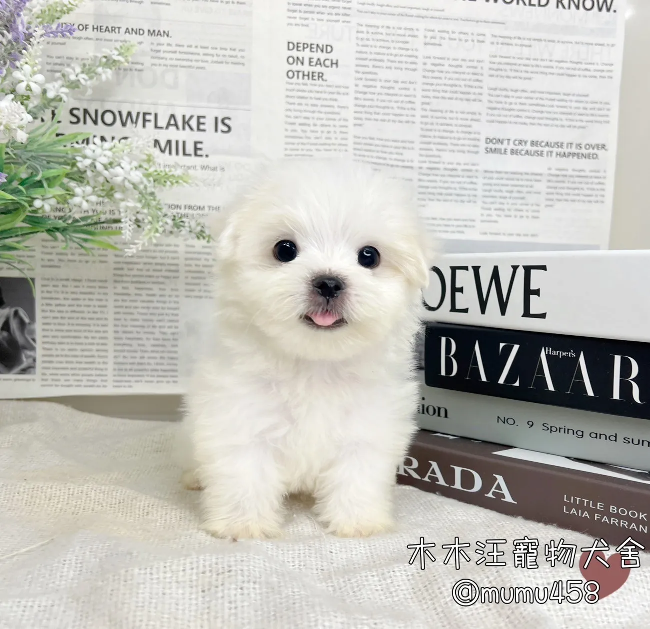 迷你型瑪爾濟斯
