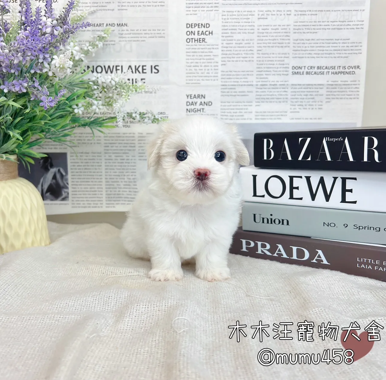 迷你型瑪爾濟斯
