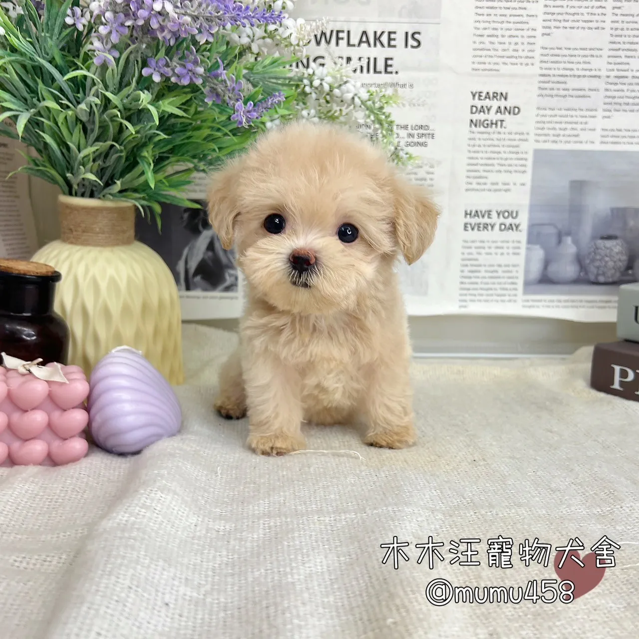 瑪爾泰迪(奶油)