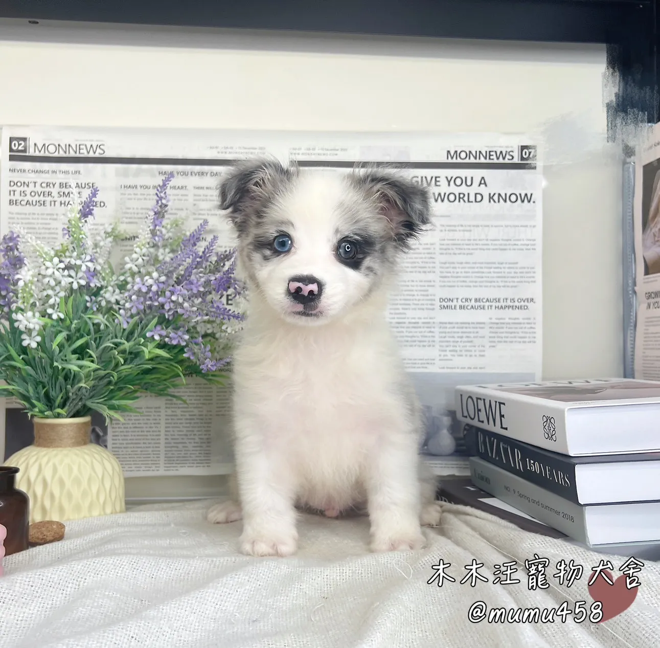 邊境牧羊犬(隕石色)