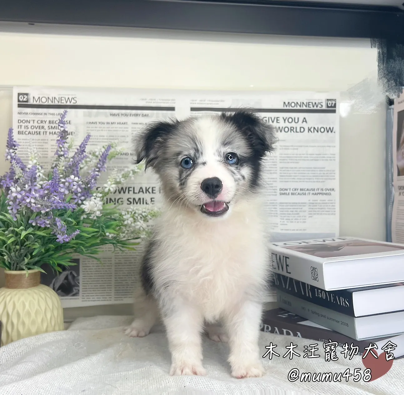 邊境牧羊犬(隕石色)