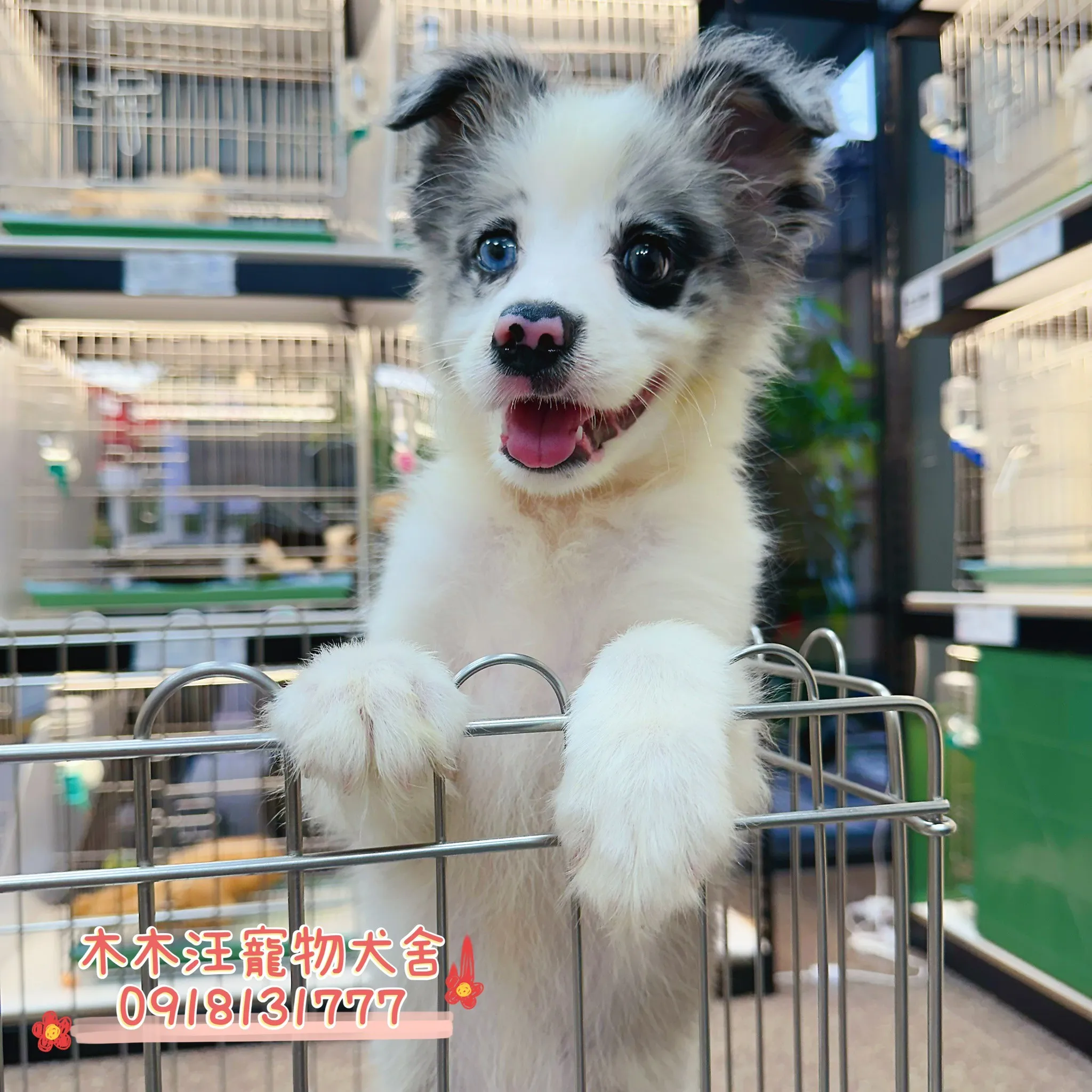 邊境牧羊犬(隕石色)