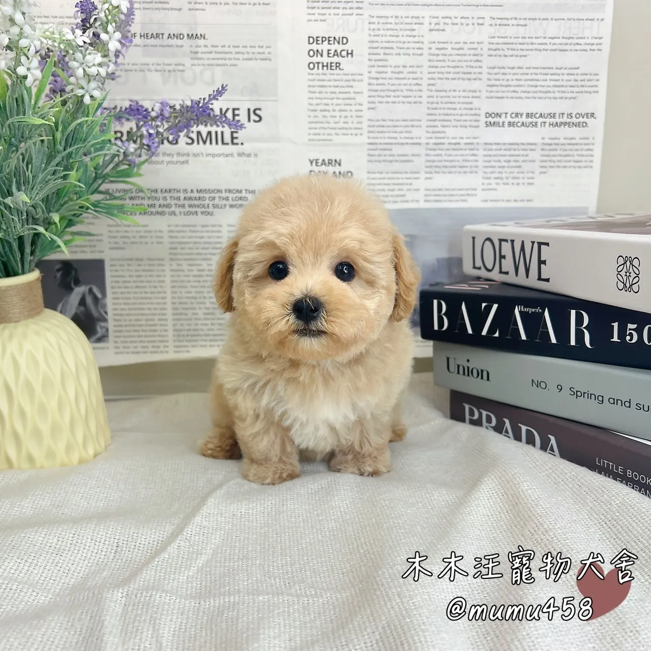瑪爾泰迪