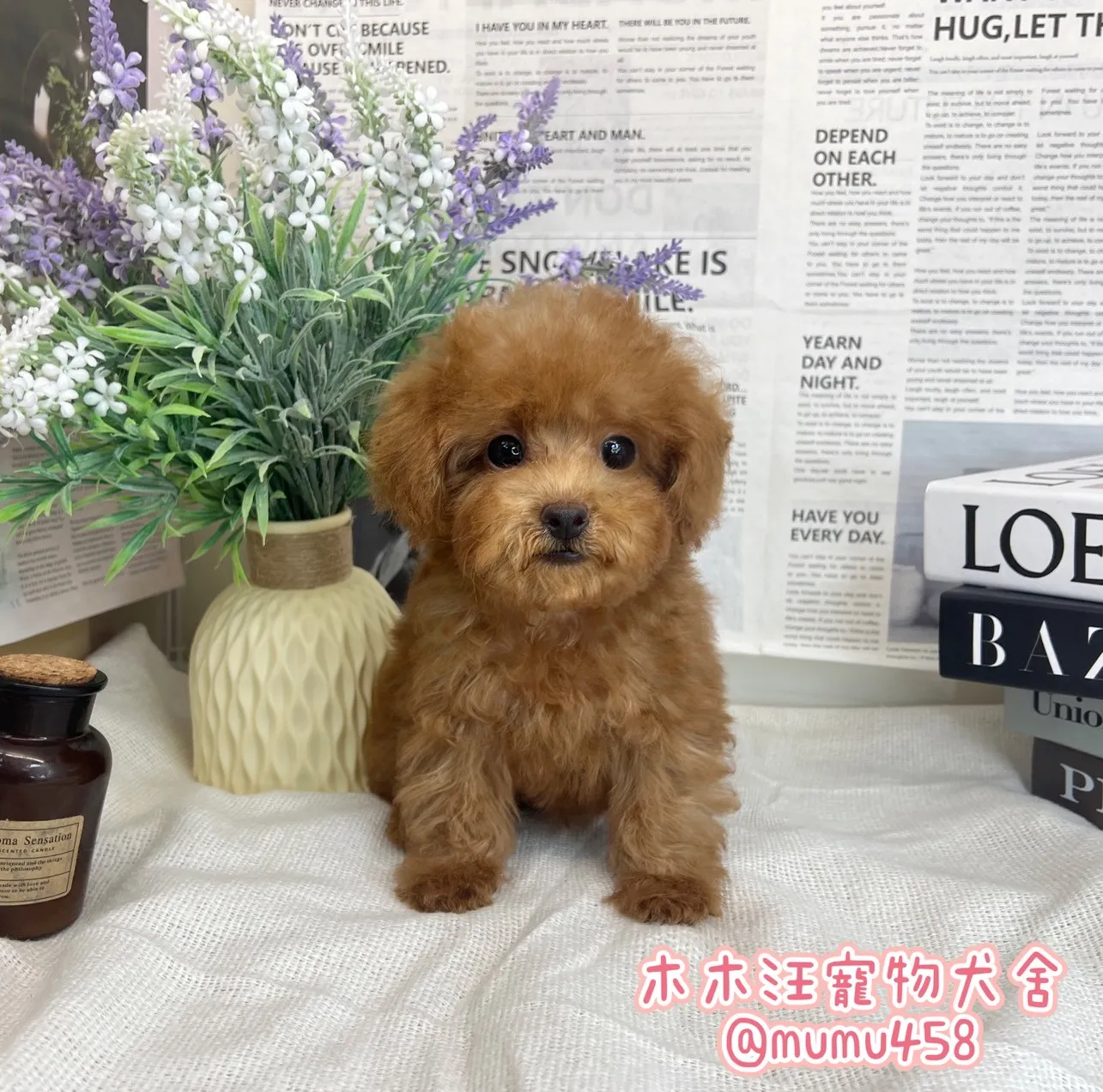 玩具型紅貴賓
