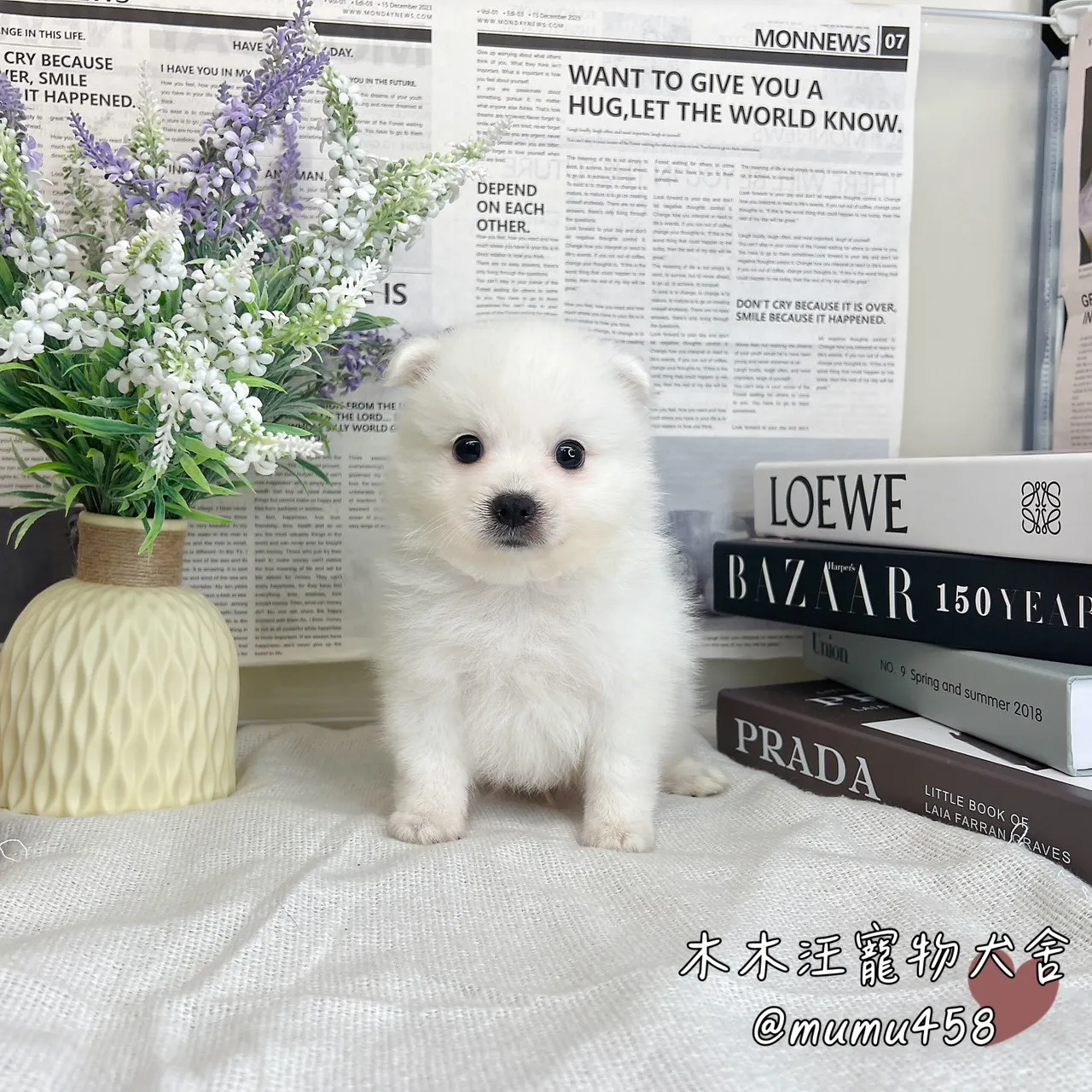狐狸犬