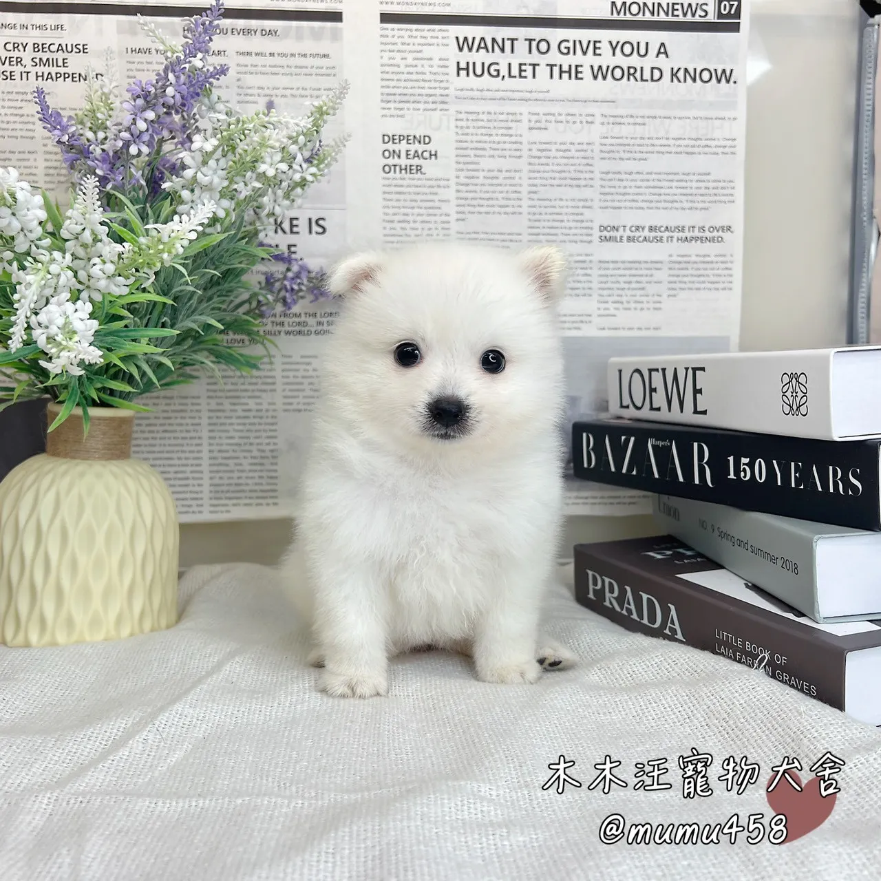 狐狸犬