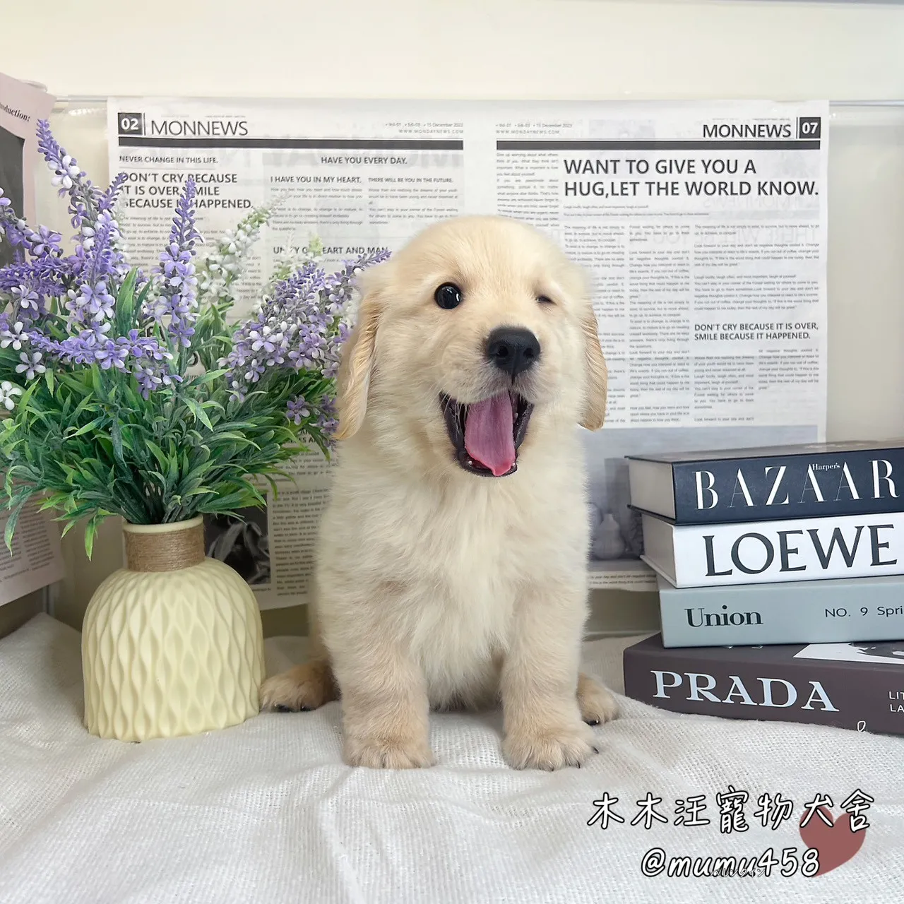 黃金獵犬