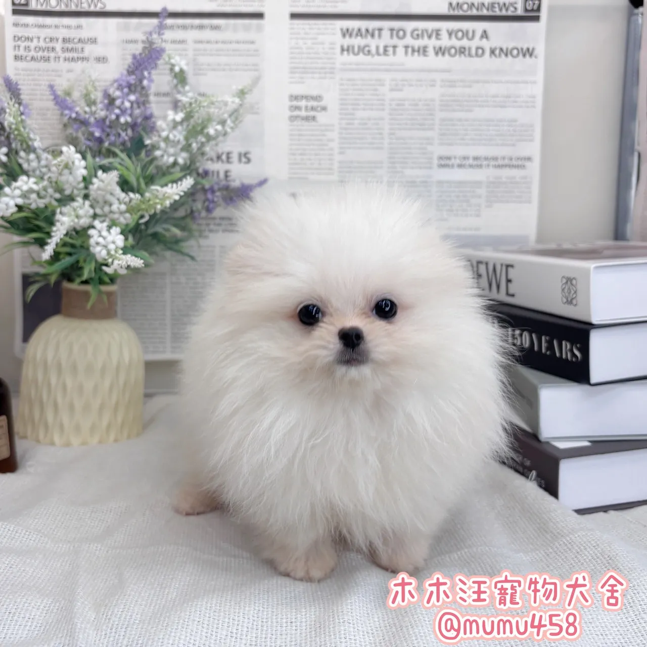 松鼠博美(白)