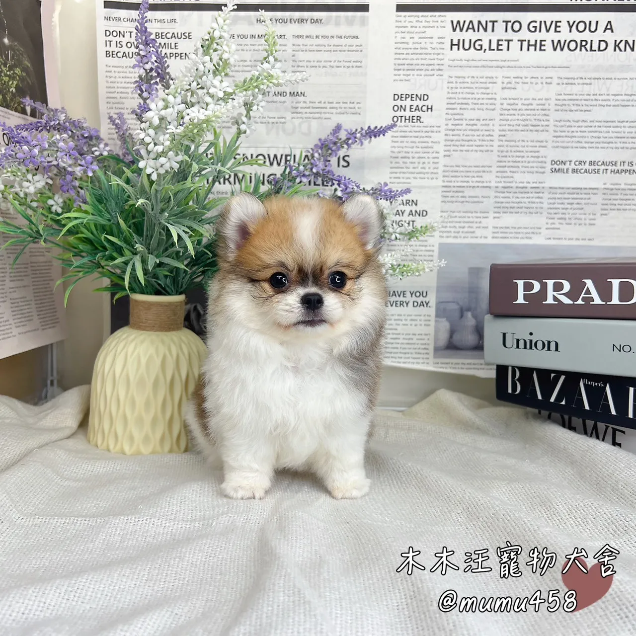 松鼠博美(奶油白花)